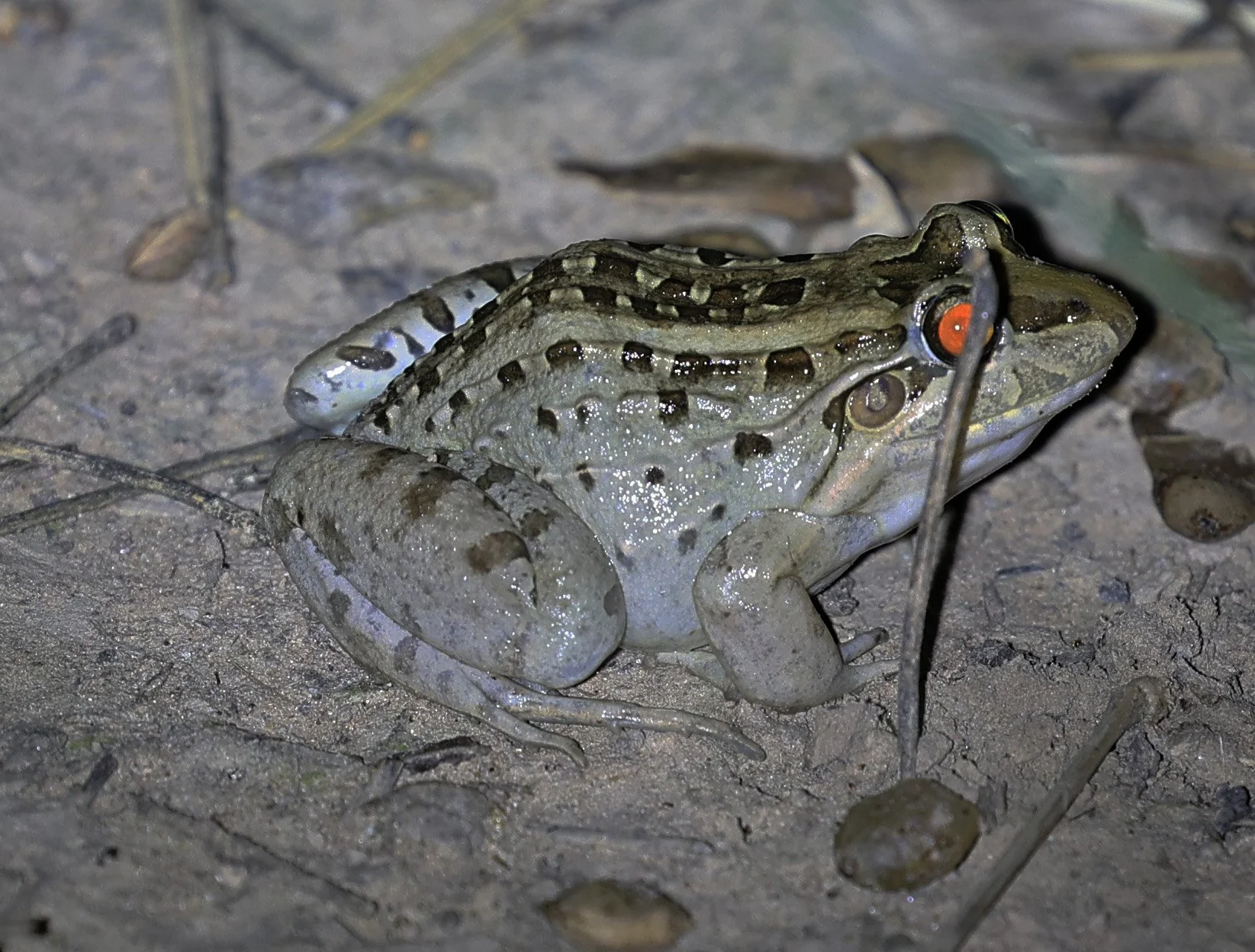 Miranda's White-lipped Frog (Leptodactylus macrosternum) Fortin Toledo Paraguay