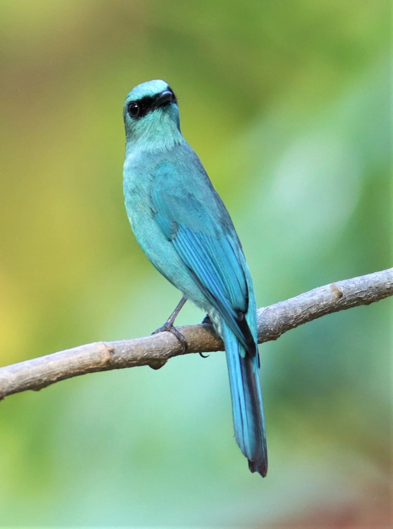 FLYCATCHER - VERDITER FLYCATCHER - Eumyias thalassina - RAMA 9 PARK BANGKOK (4).jpg