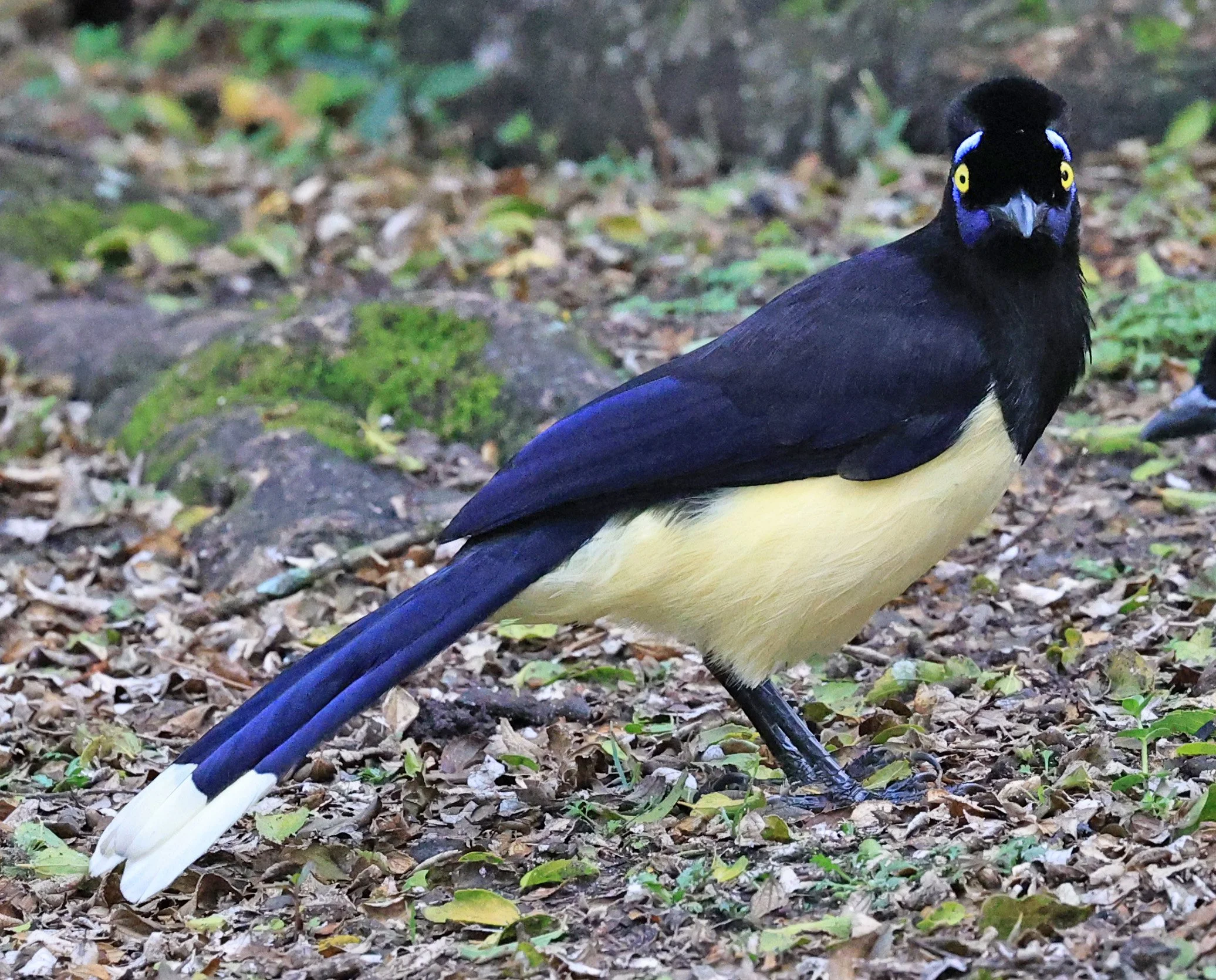 Plush-crested Jay (Cyanocorax chrysops) El Palmar National Park, Entre Rios, Argentina (4).jpg