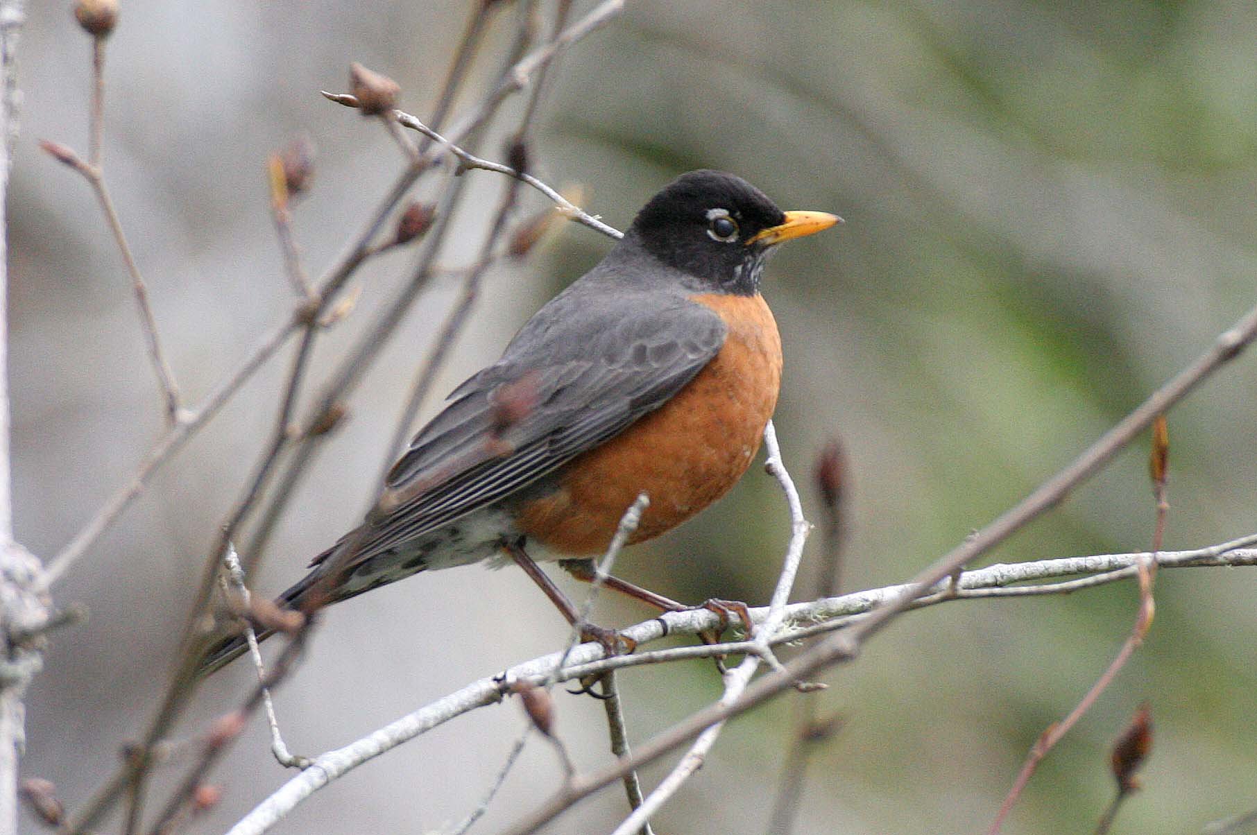 American Robin (Turdus migratorius) Lake Farm Olympic Peninsula Washington (1).JPG