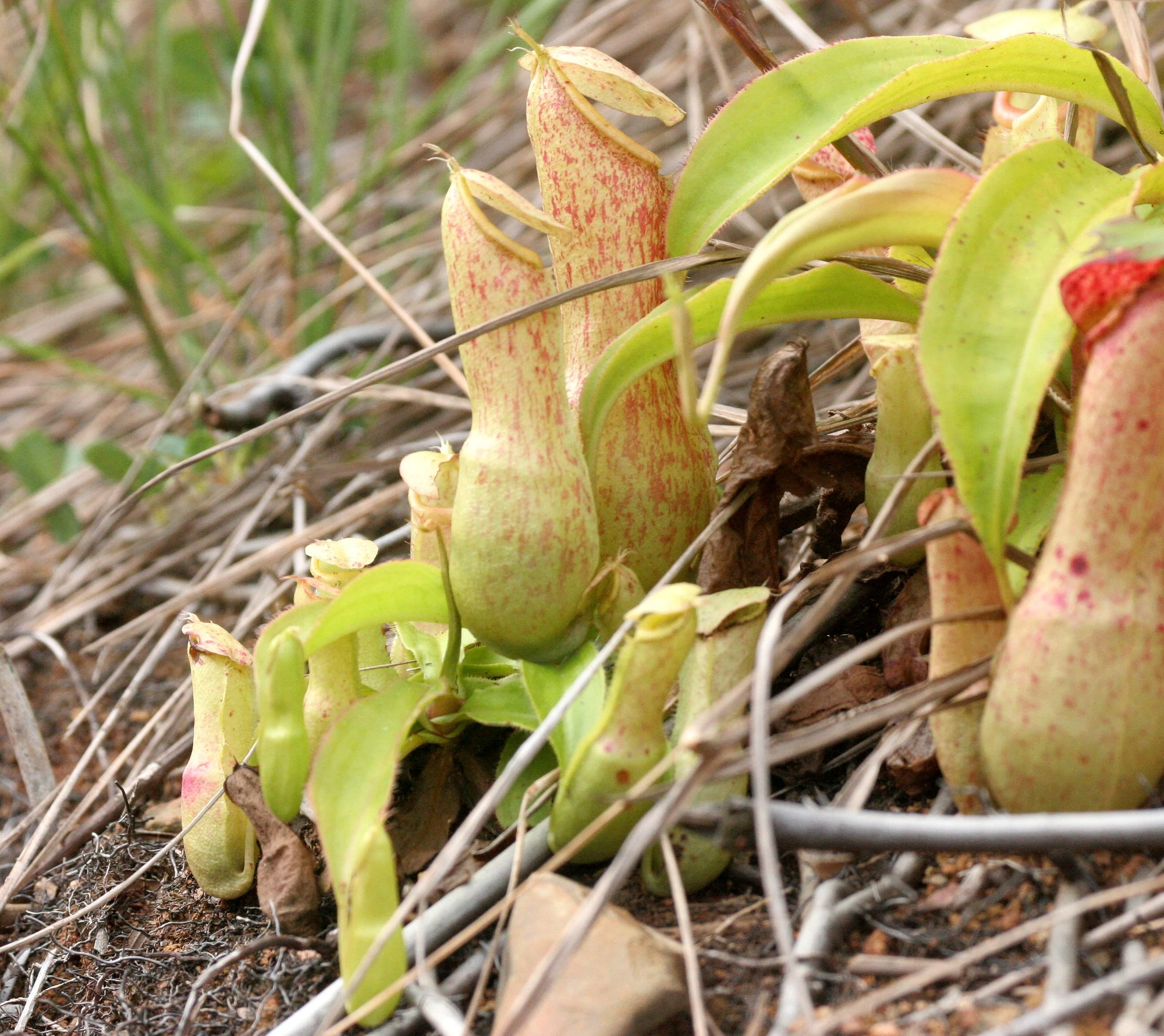 TABIN WILDLIFE RESERVE BORNEO - NEPENTHES SPECIES PITCHER PLANTS (3).JPG