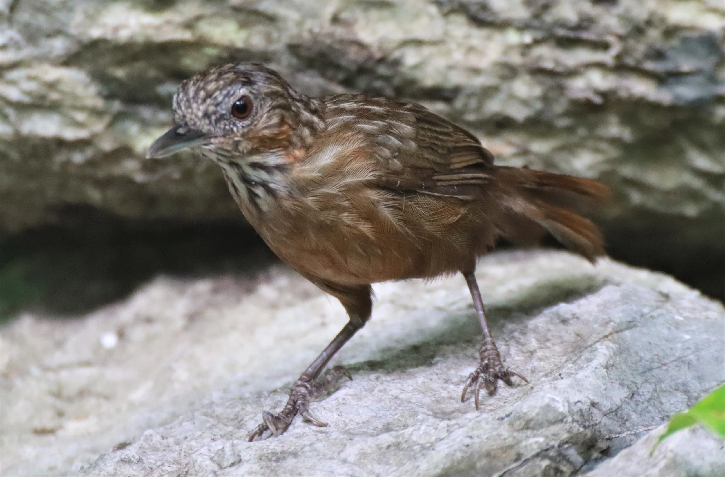 WREN-BABBLER - RUFOUS LIMESTONE WREN-BABBLER - Gypsophila calcicola - KHAO PHRA PHUTTHAPAT NOI SARABURI (13).jpg