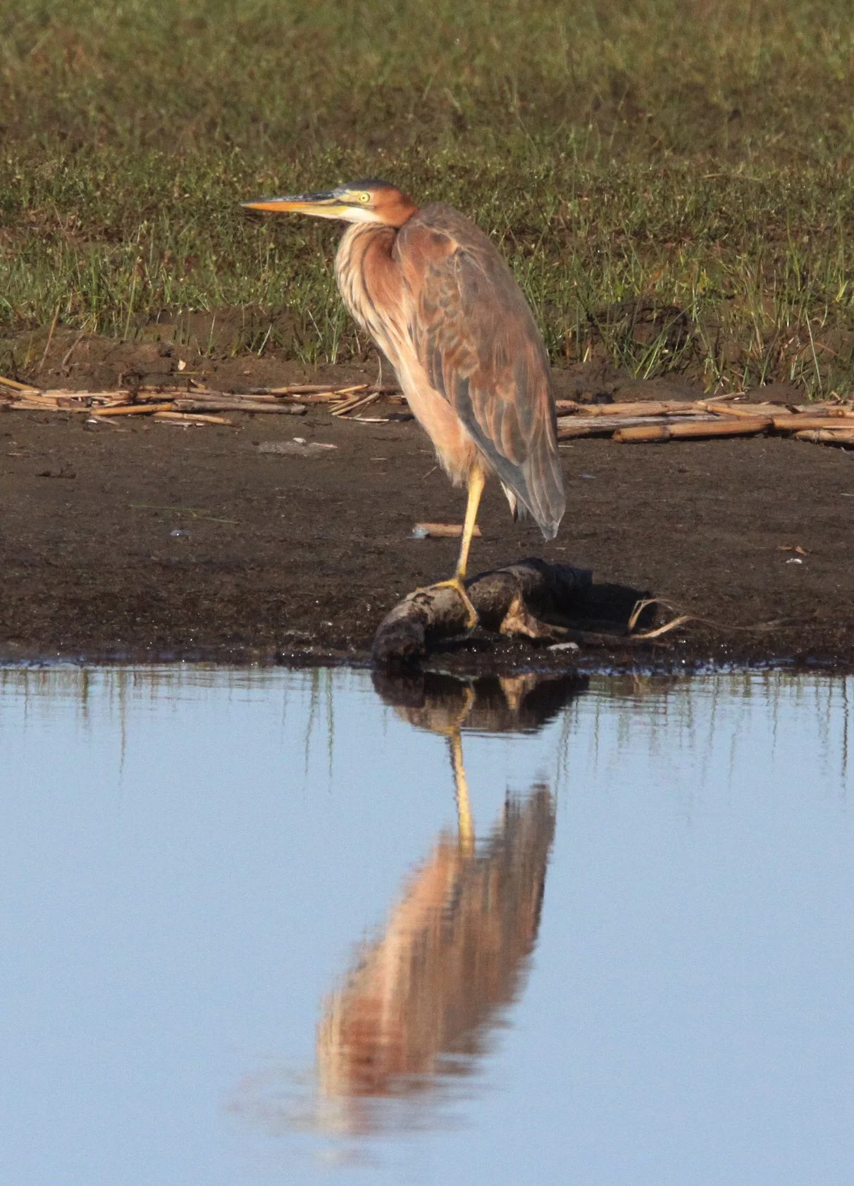 HERON - PURPLE HERON - Ardea purpurea - SAINT LUCIA NATURE RESERVES SOUTH AFRICA (16).JPG