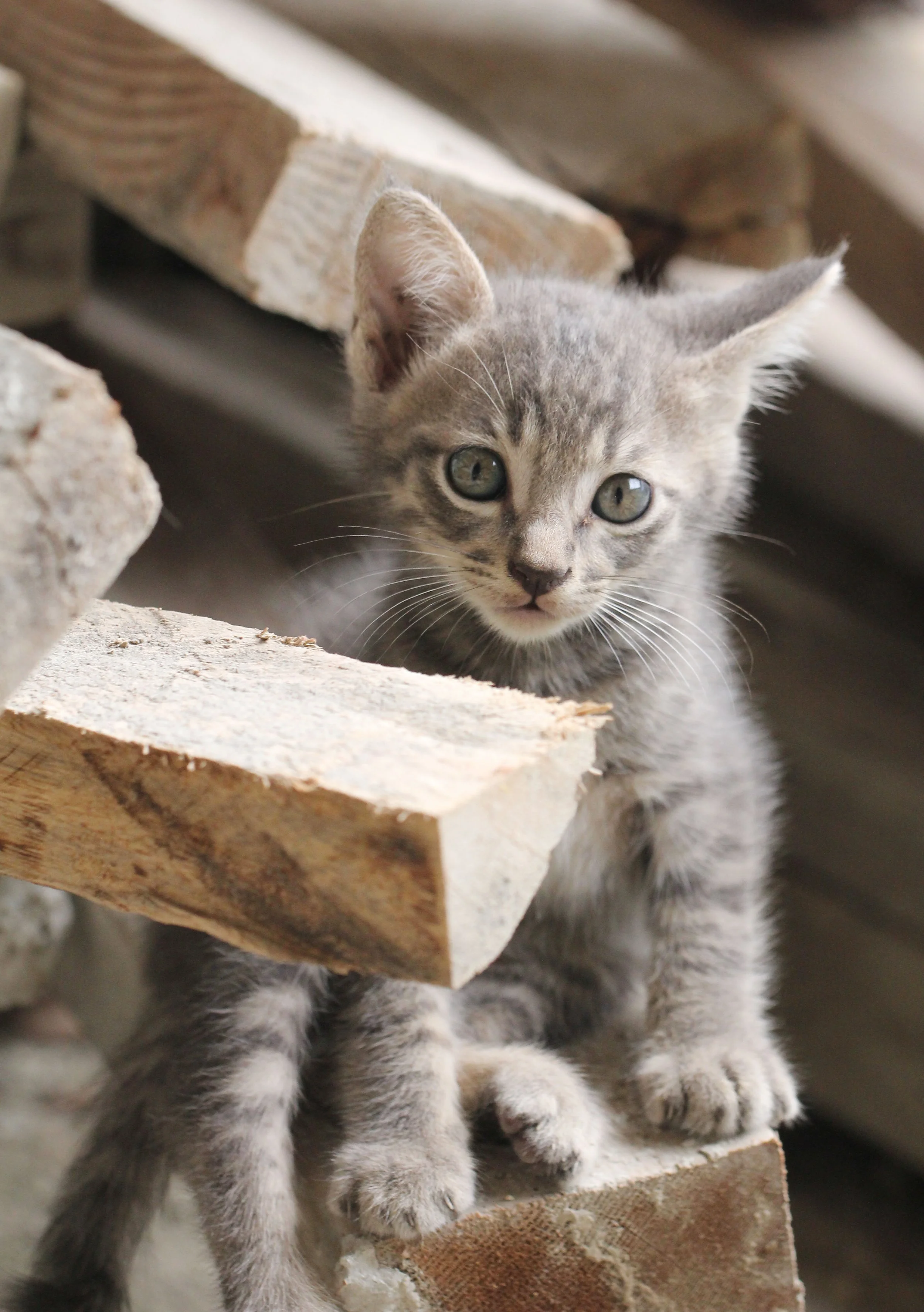 2015 Koh Lanta October Break Trip  (228).JPG