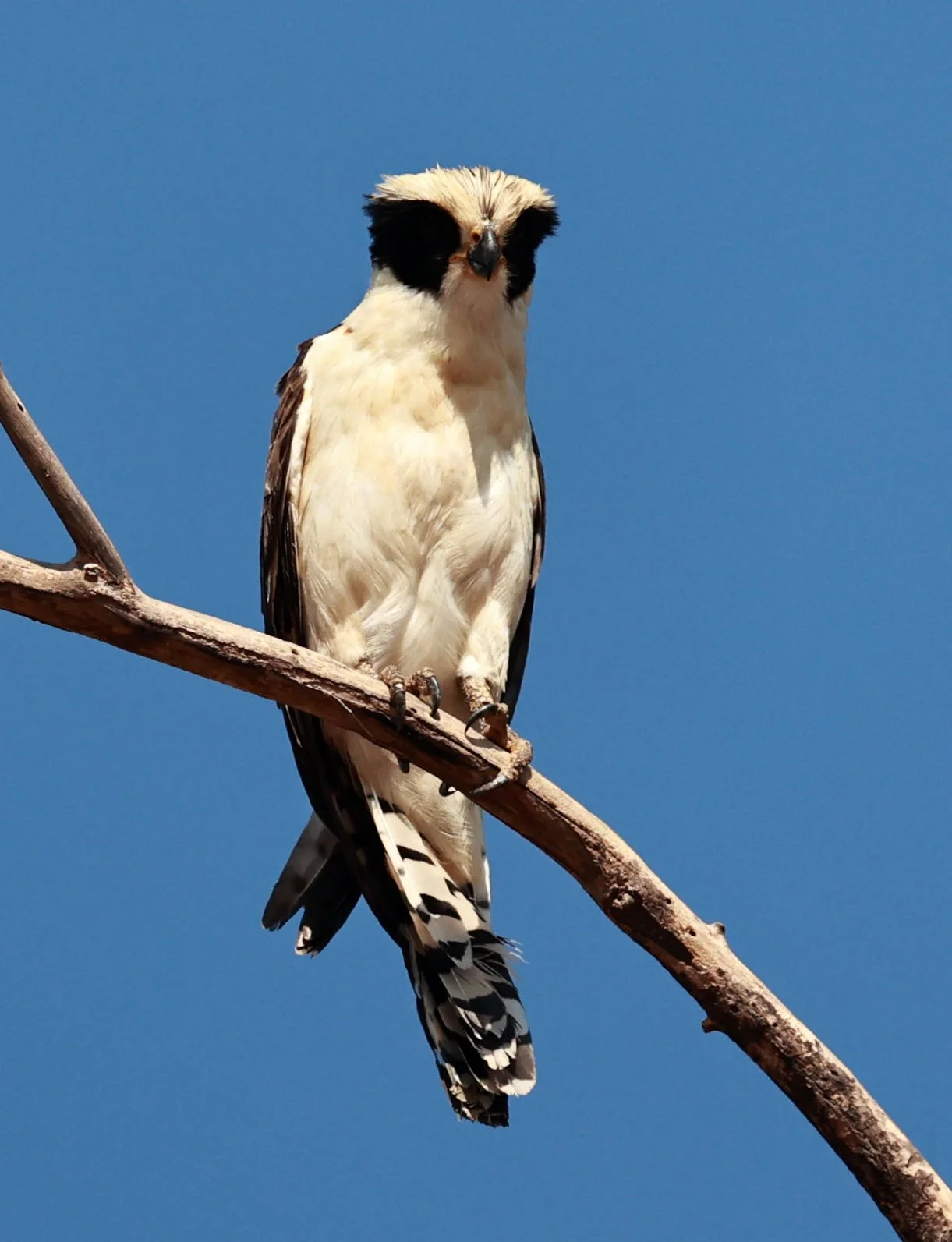 Falcon - Laughing Falcon - Herpetotheres cachinnans - Pantanal - Mato Grosso, Transpantaneira M-060 (7).jpg