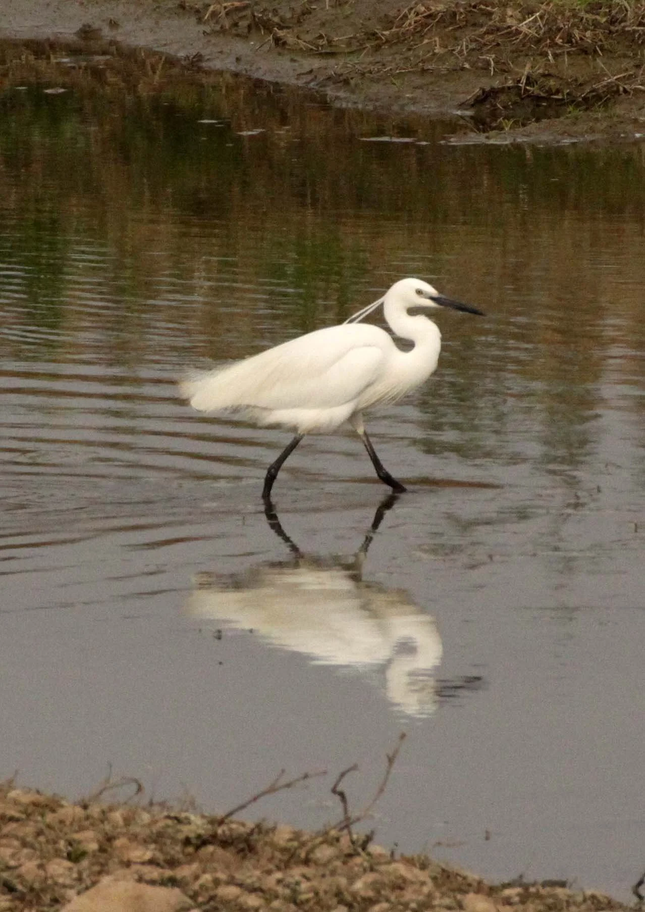 EGRET - LITTLE EGRET- Egretta garzetta - YANG COUNTY - SHAANXI PROVINCE CHINA (3).JPG
