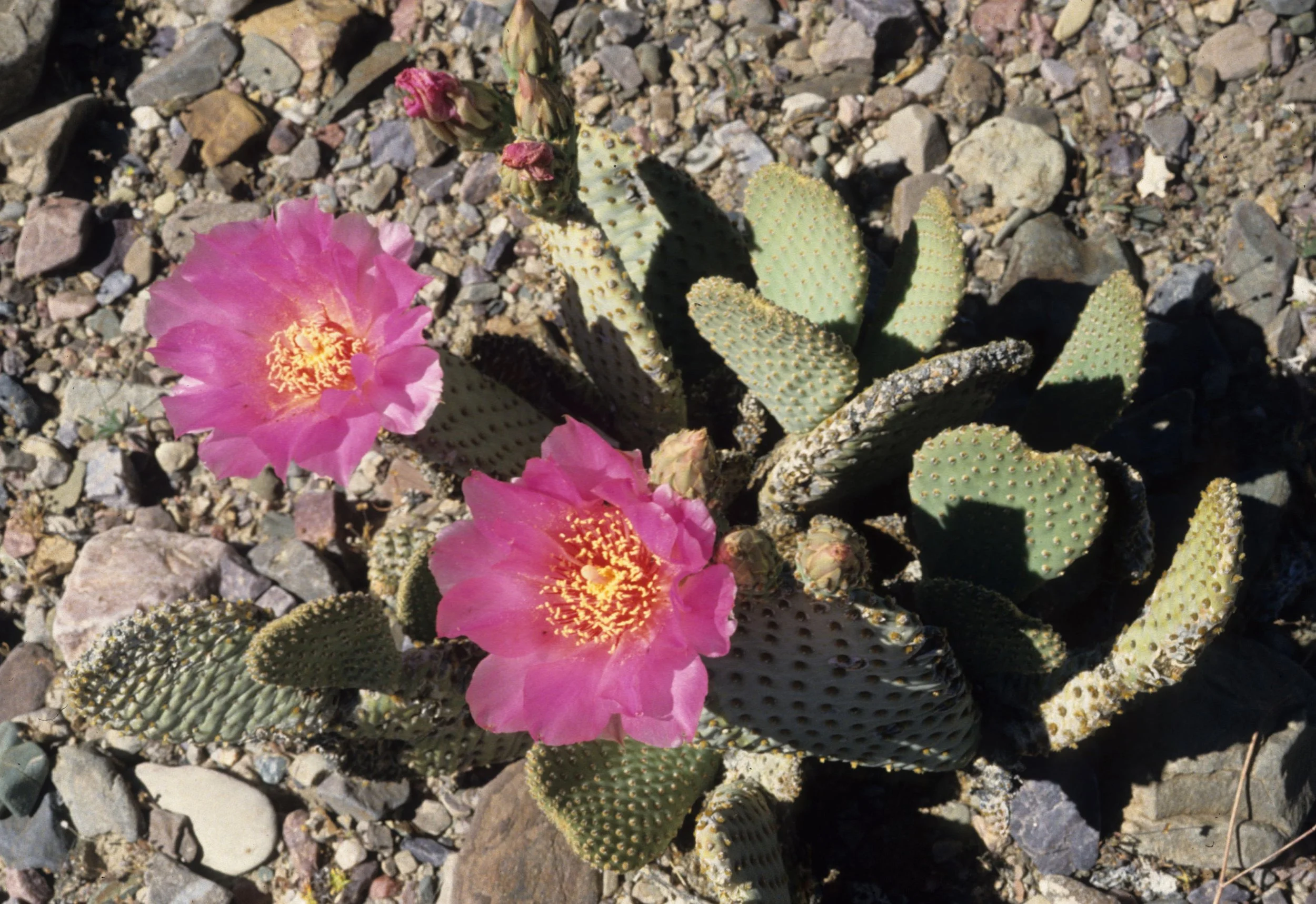 DEATH VALLEY - CACTUS - OPUNTIA BASILARIS.jpg