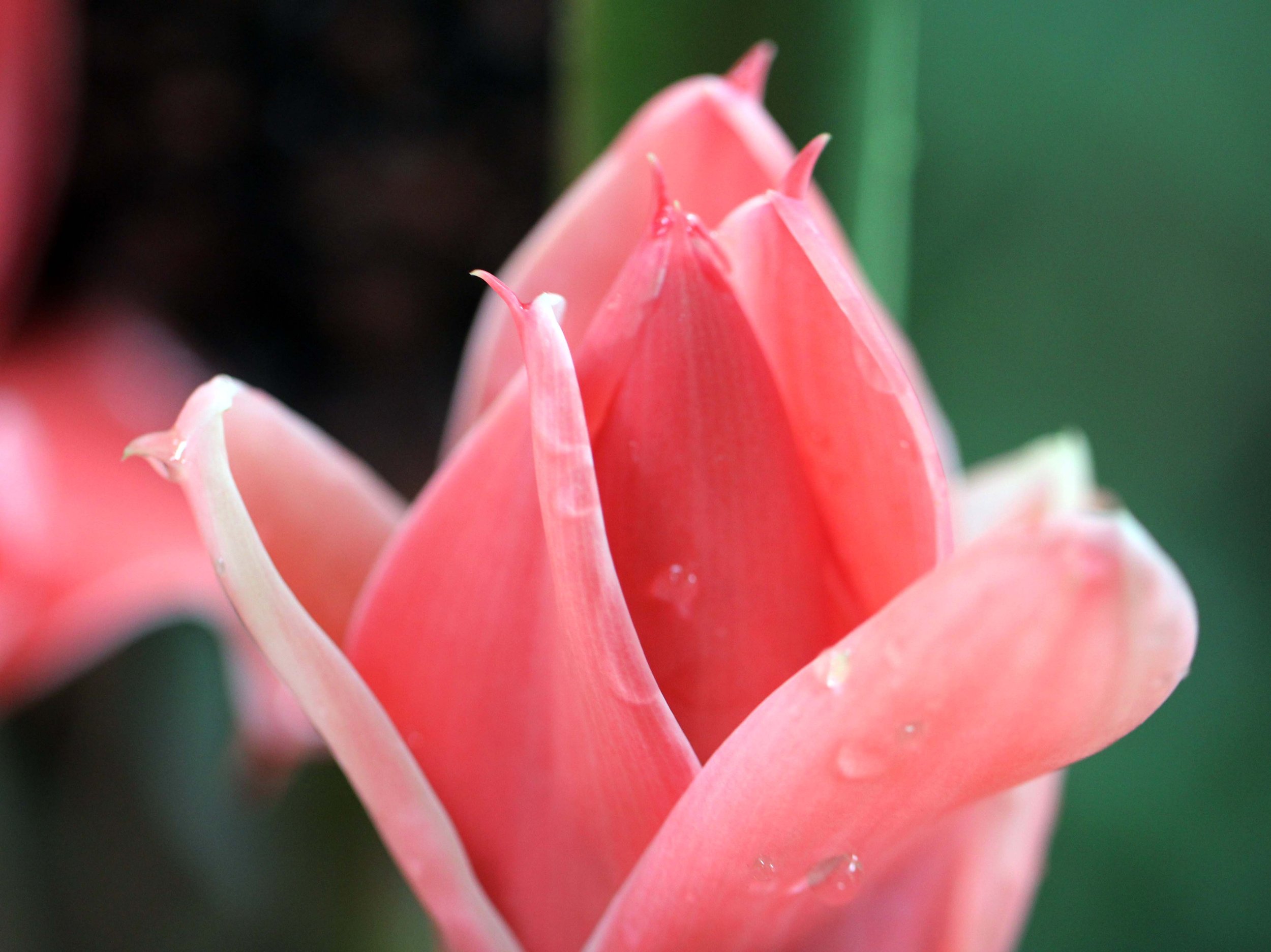 2013 in Nakhonsithammarat and some Krabi with Family (35).JPG