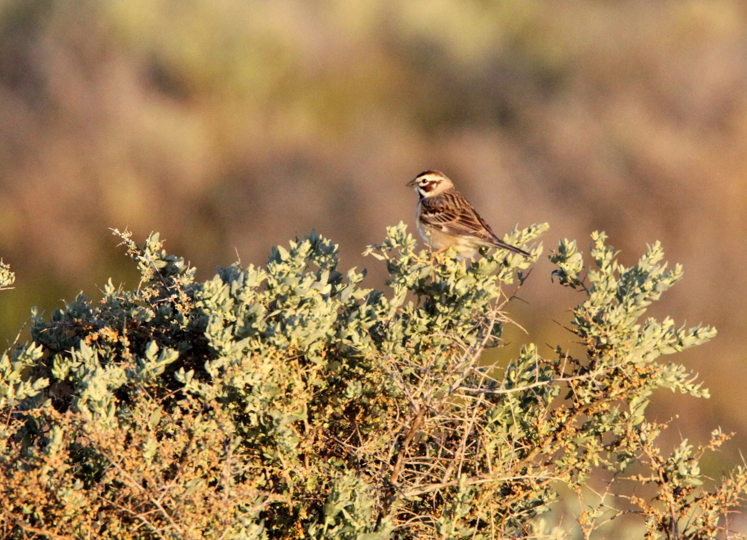 Lark Sparrow (Chondestes grammacus) Carrizo Plain National Monument California (1).JPG