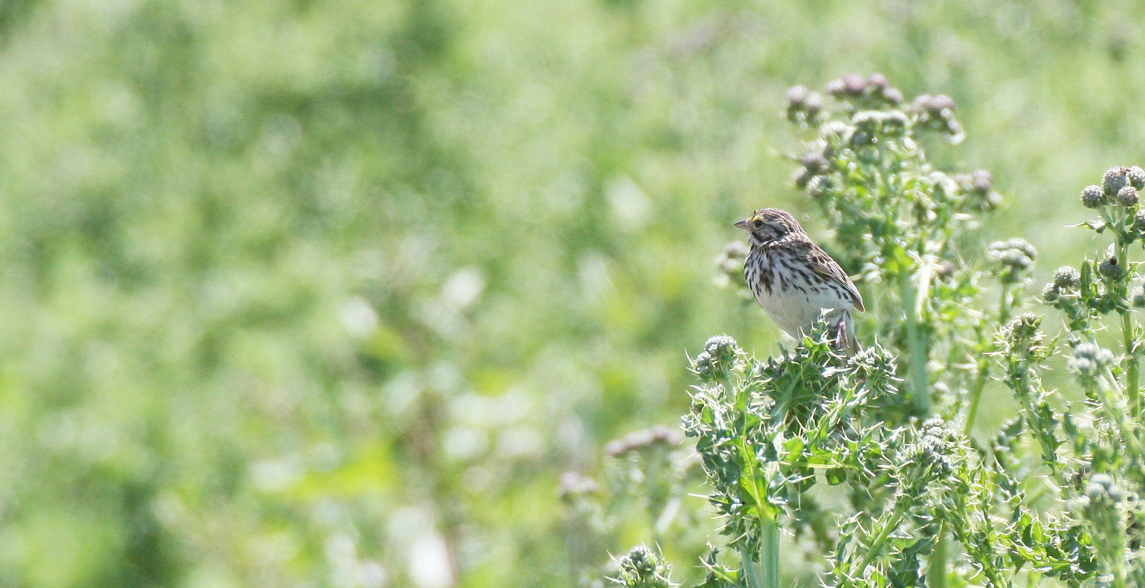 Savannah Sparrow (Passerculus sandwichensis) Ridgefield NWR Washington (1).JPG