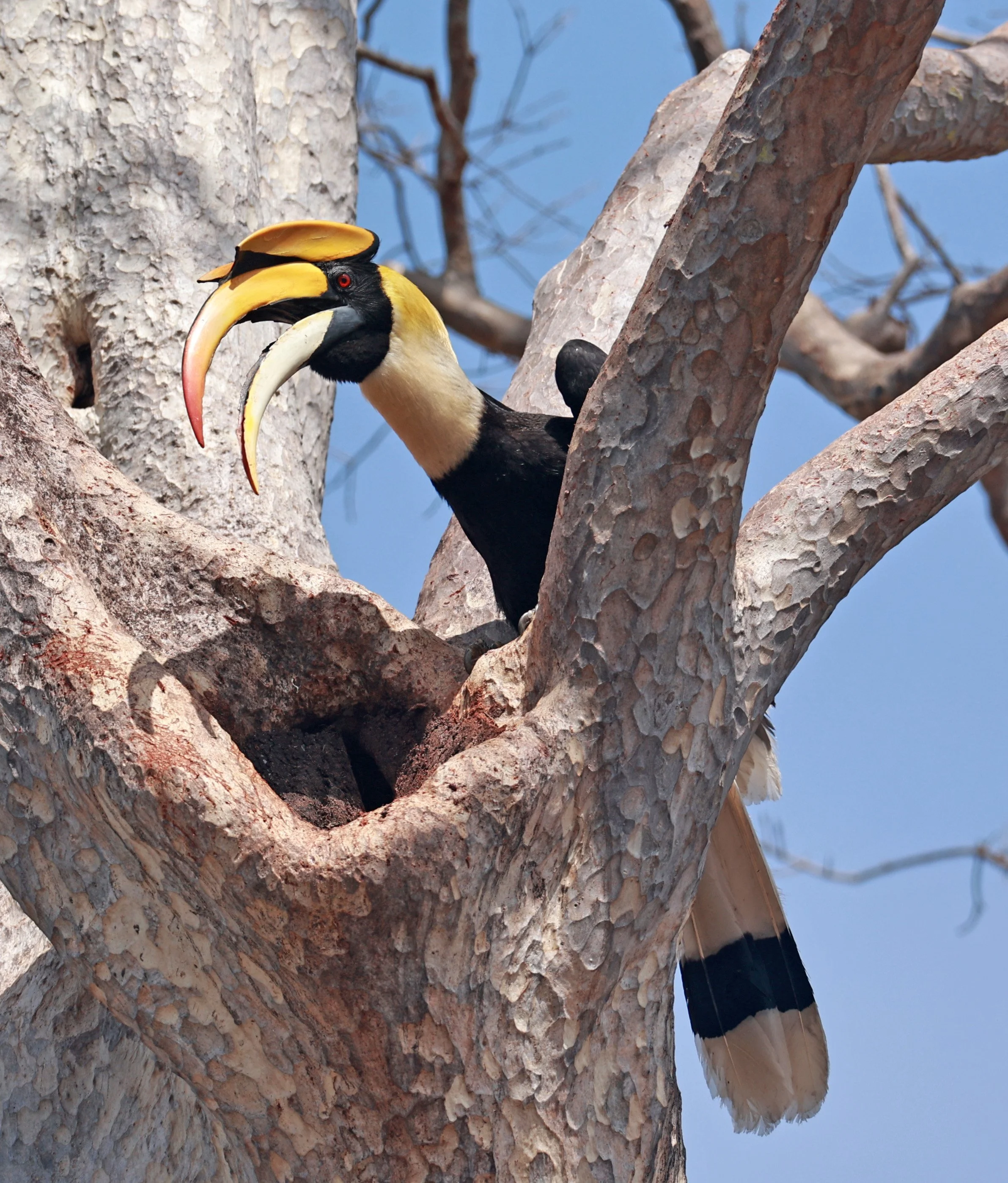 Great hornbill (Buceros bicornis) Pak Chong Mu Si Municipality Feb 2026 (52).jpg