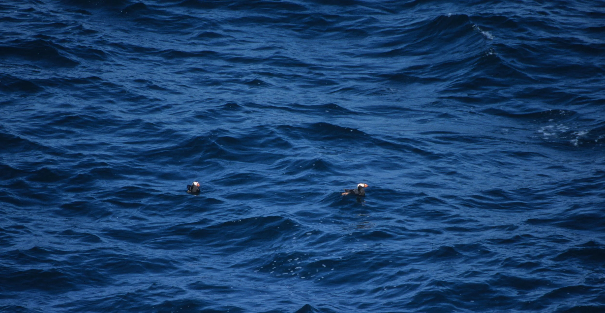 Fratercula cirrhata - TUFTED PUFFIN- CAPE FLATTERY OLYMPIC PENINSULA WASHINGTON (5).jpg
