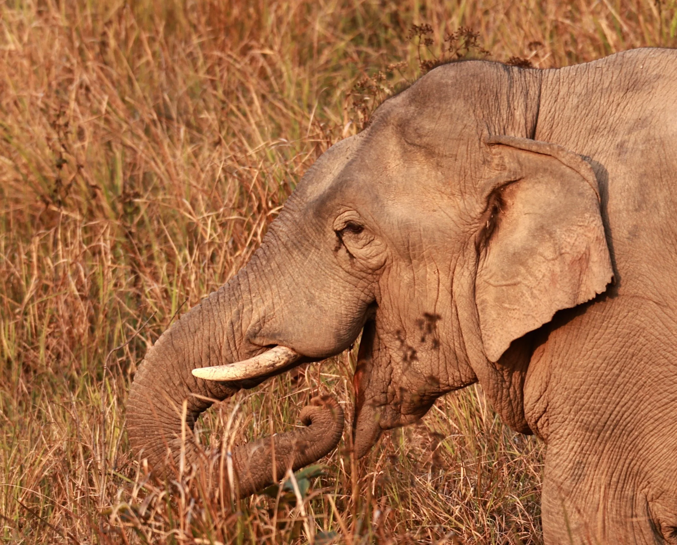 Asian Elephant (Elephas maximus) Khao Yai National Park, Thailand (73).jpg