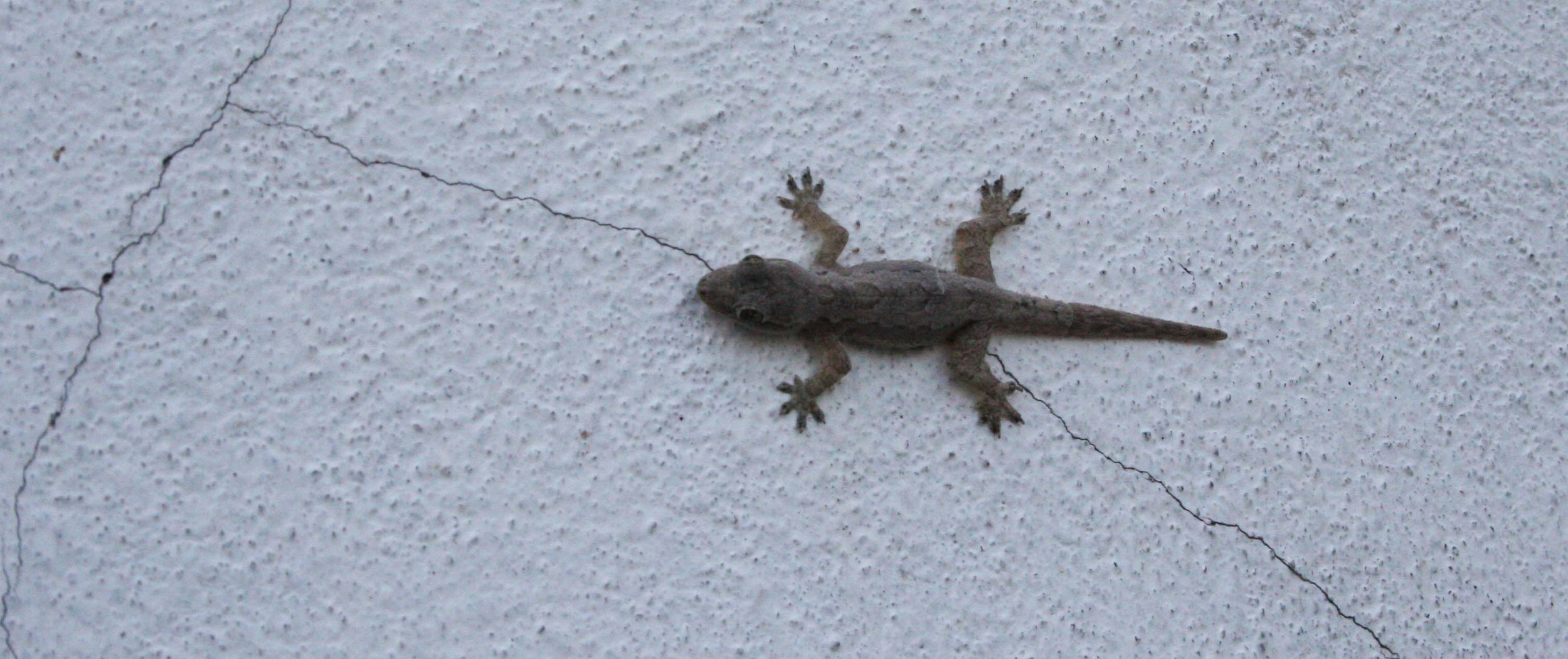 Hemidactylus platyurus - FLAT-TAILED HOUSE GECKO - AYUDTHAYA THAILAND (2).JPG