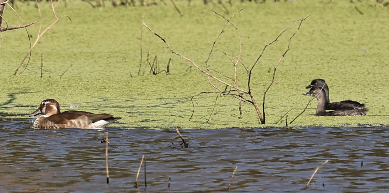 Least Grebe (Tachybaptus dominicus) Agua Dulce Paraguay (4).jpg