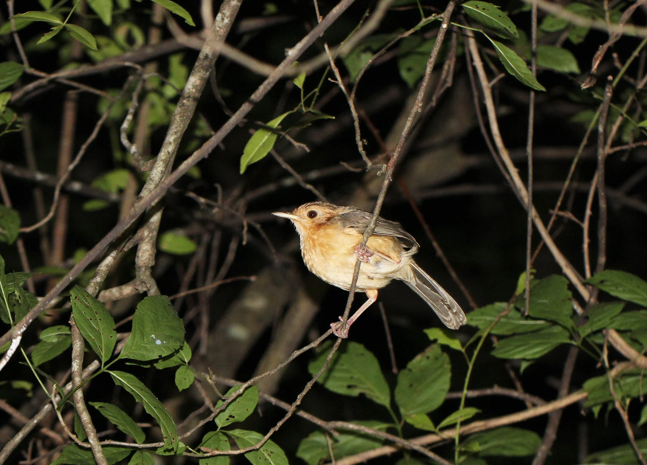 BIRD - PRINIA - PLAIN PRINIA - SIRIGIYA FOREST AND FORTRESS AREA SRI LANKA - PHOTO BY SOM SMITH.JPG