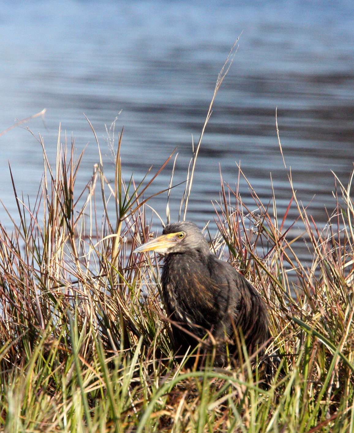 HERON - RUFOUS-BELLIED HERON - Ardeola rufiventris - KHWAI CAMP OKAVANGO BOTSWANA (16).JPG