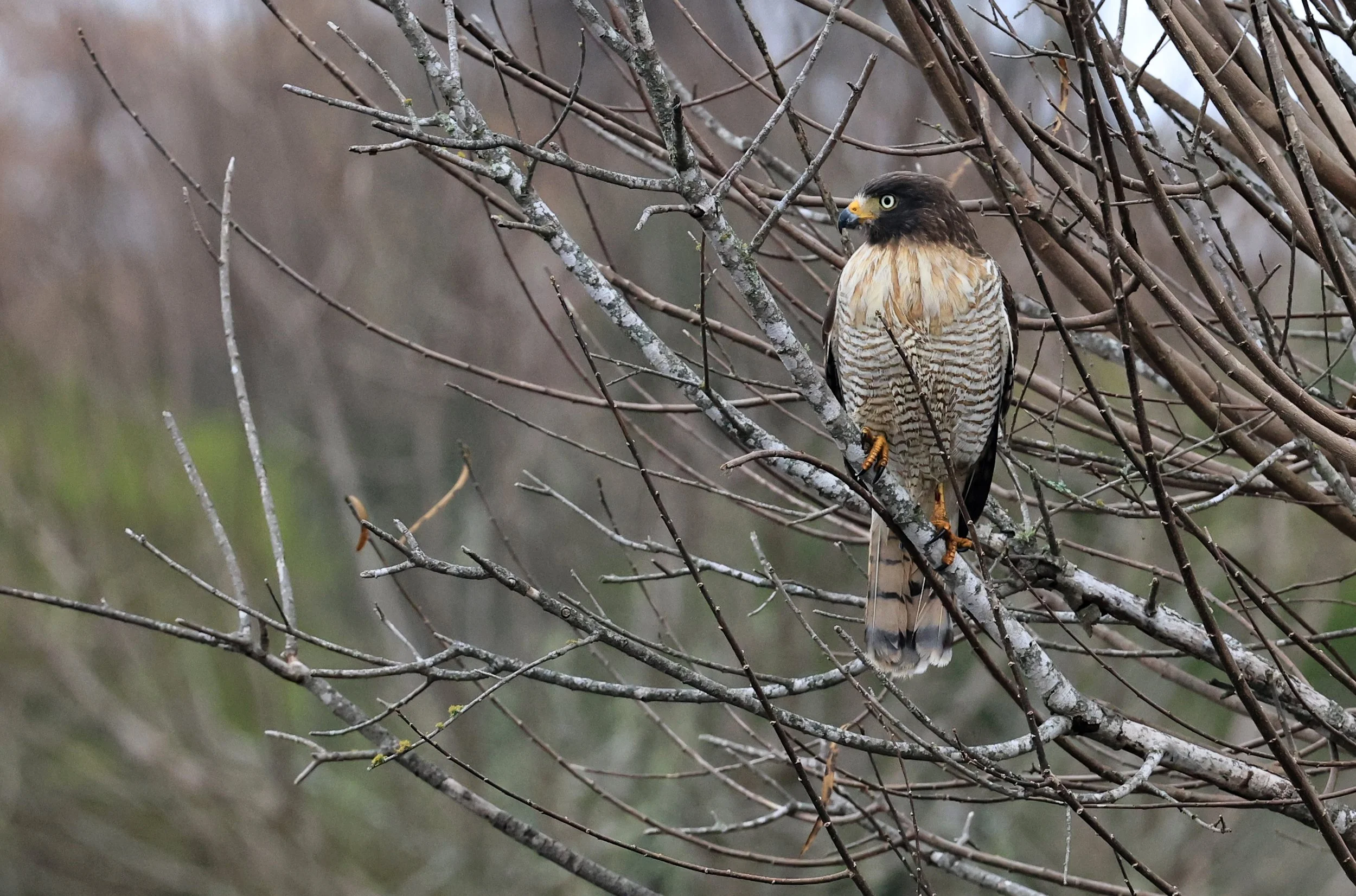 Roadside Hawk (Rupornis magnirostris) El Palmar National Park, Entre Rios, Argentina (18).jpg