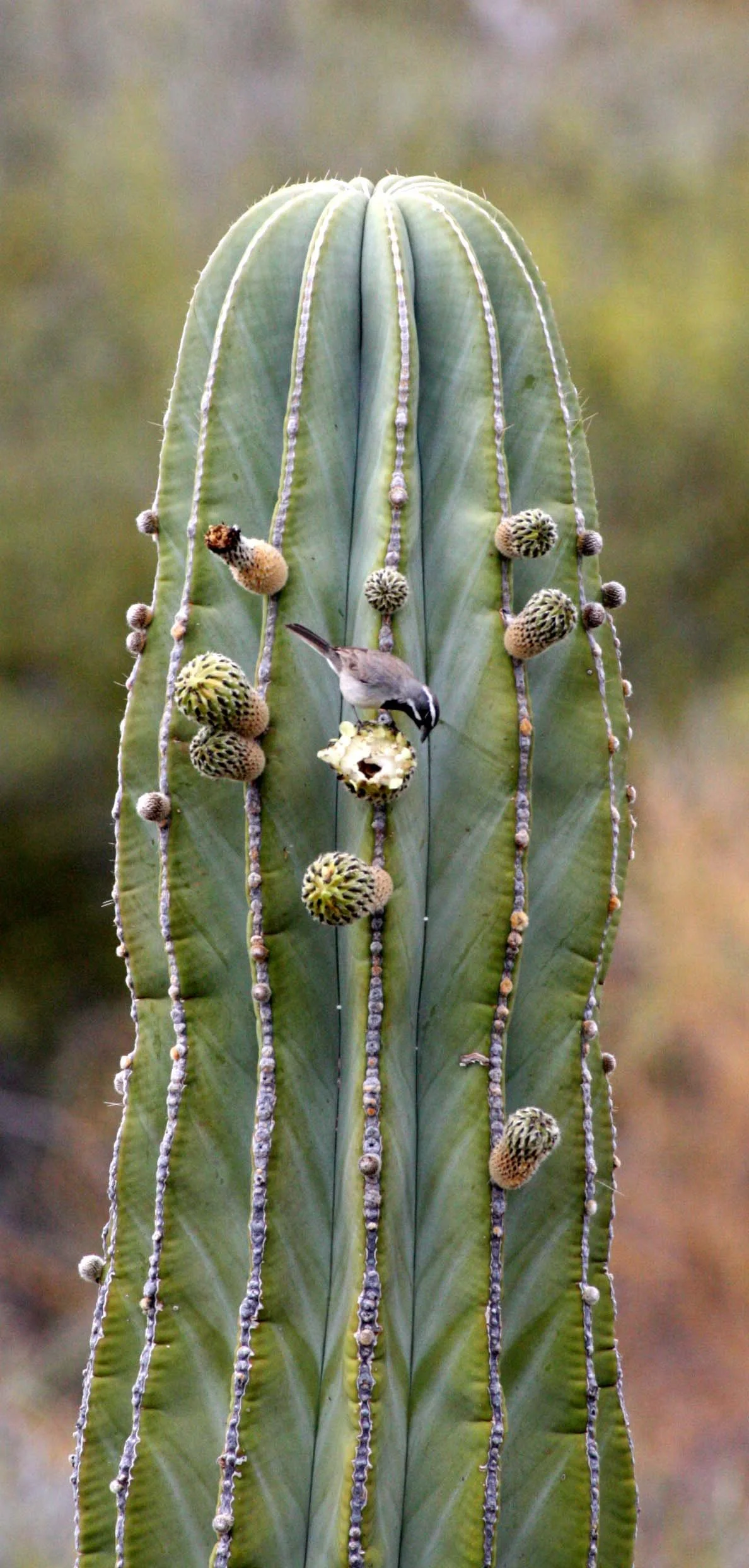 Black-throated Sparrow (Amphispiza bilineata) Isla Santa Catalina Baja Mexico (12).JPG