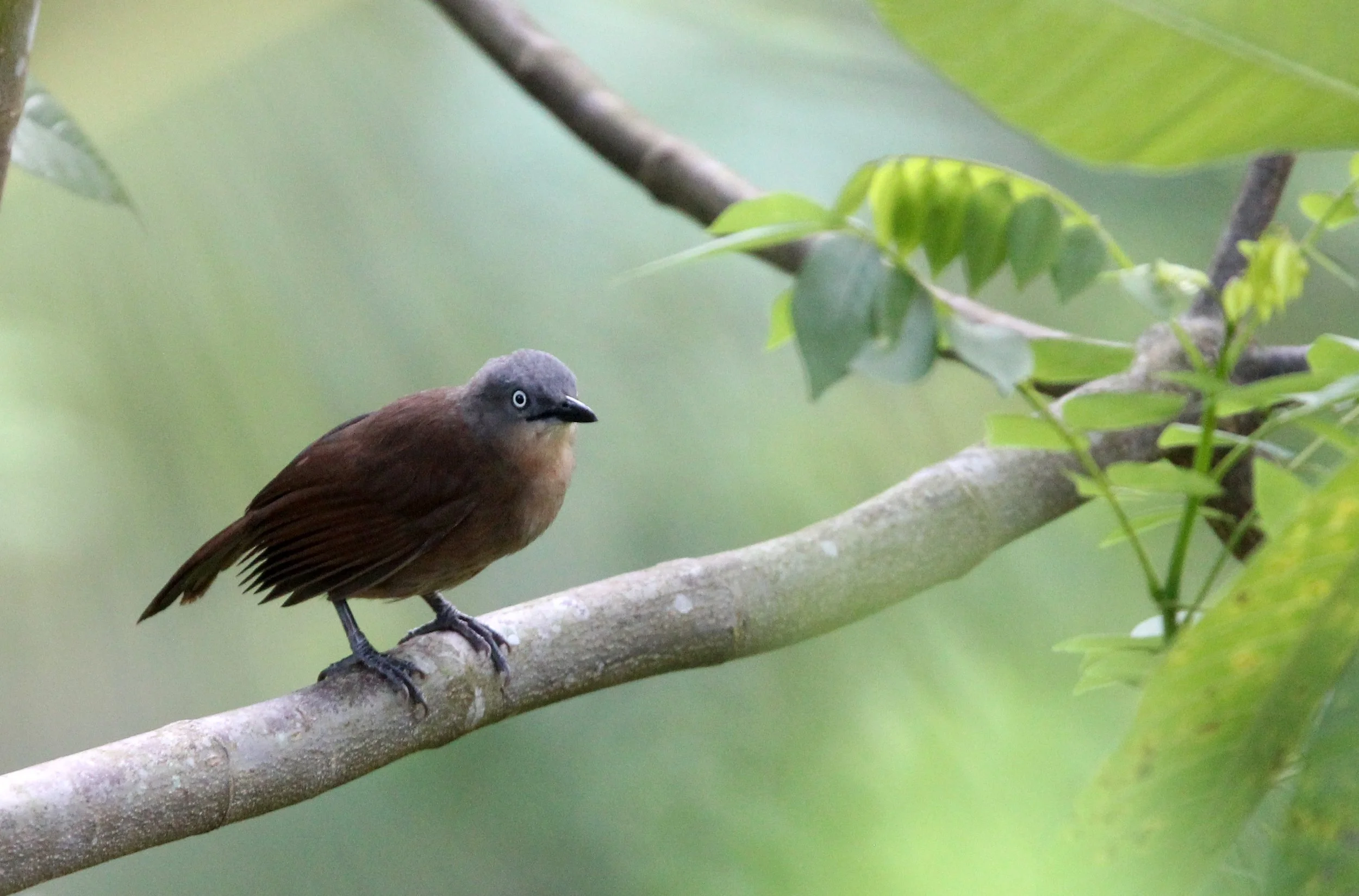 Ashy-headed laughingthrush (Argya cinereifrons) - SINGHARAJA NATIONAL PARK SRI LANKA (3).JPG