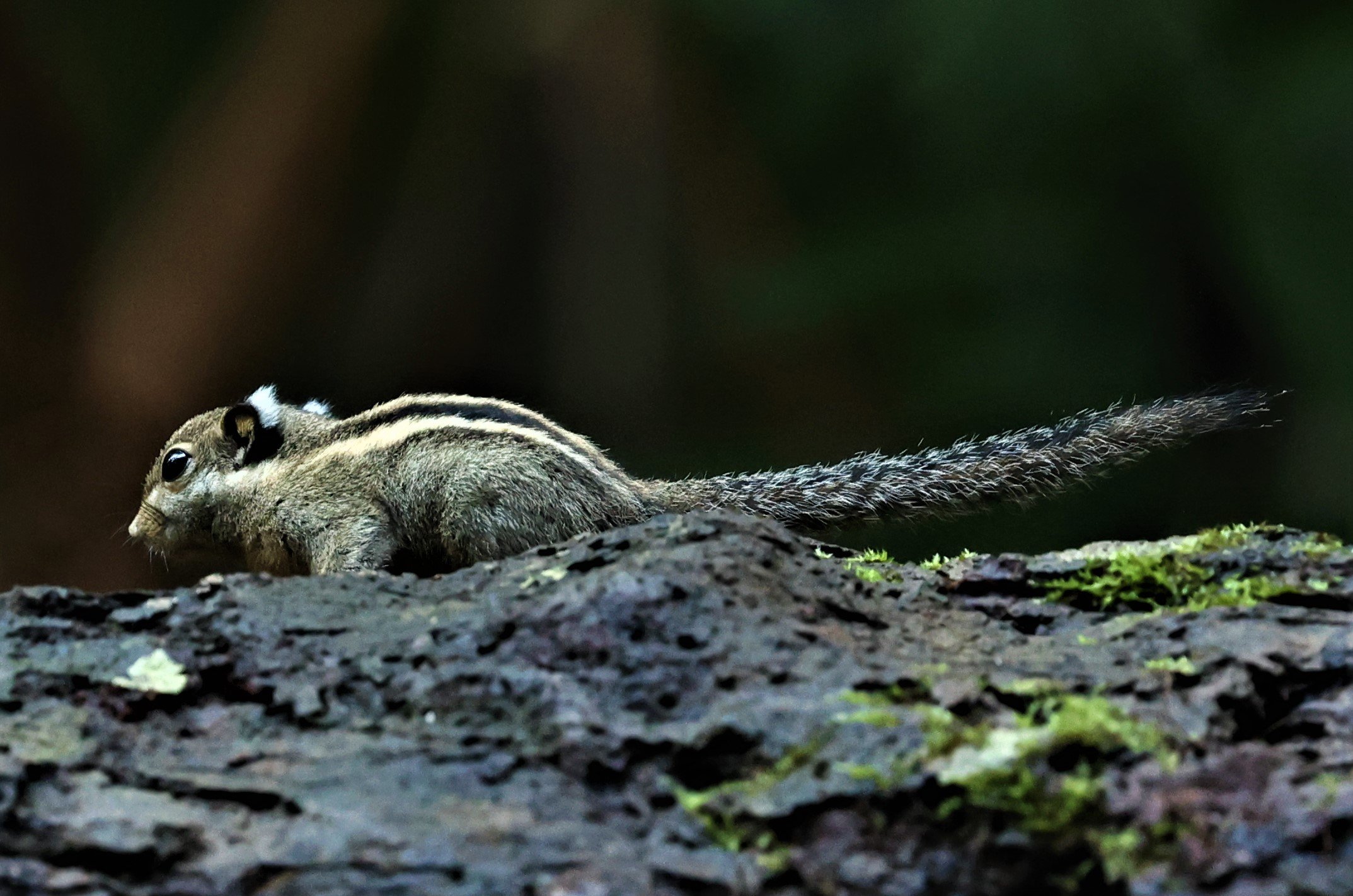 Tamiops mcclellandii - HIMALAYAN STRIPED SQUIRREL - BUKIT TINGGI MALAYSIA JUNE 2022 (11).jpg