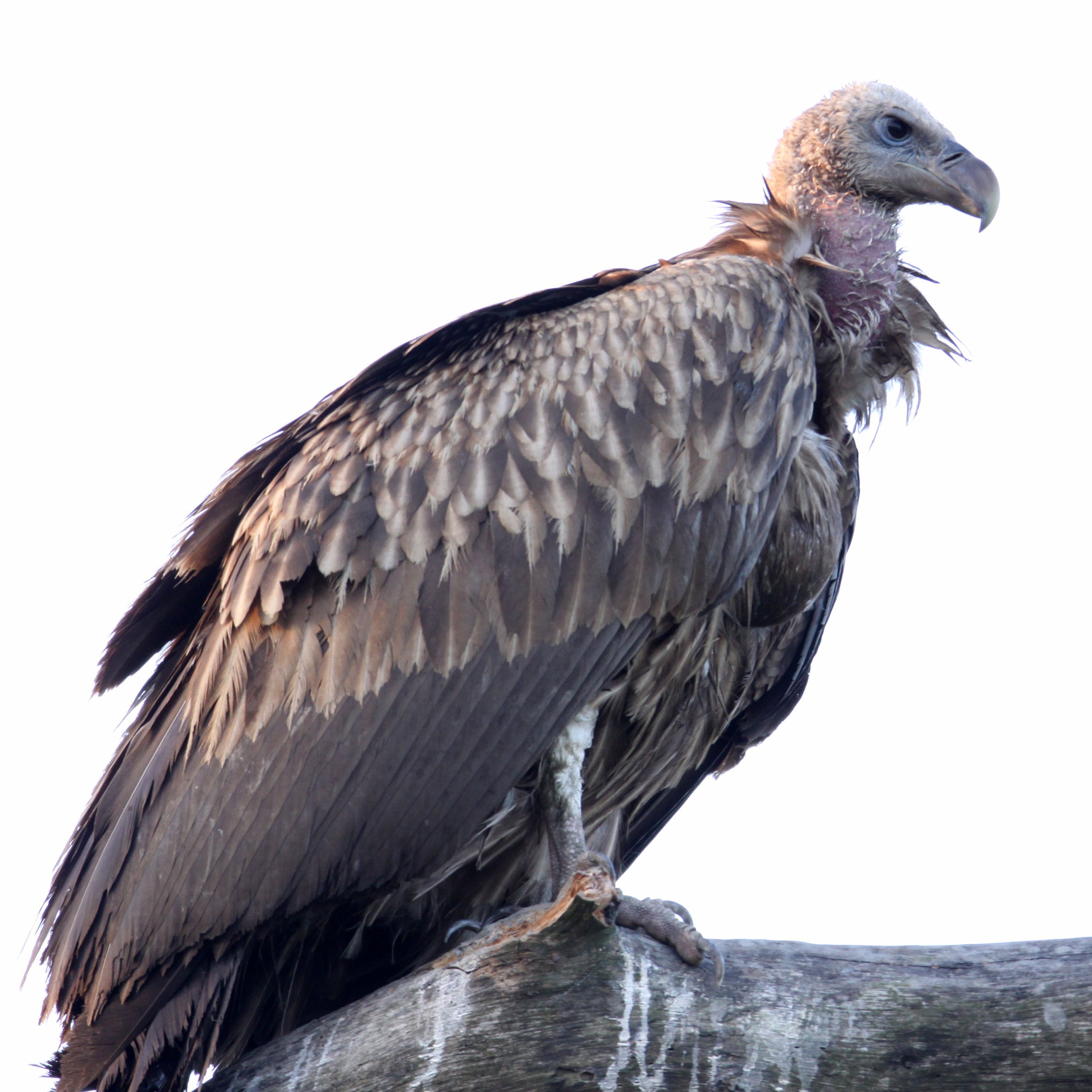 Gyps indicus - LONG-BILLED VULTURE - KAZIRANGA NATIONAL PARK ASSAM INDIA (14).JPG
