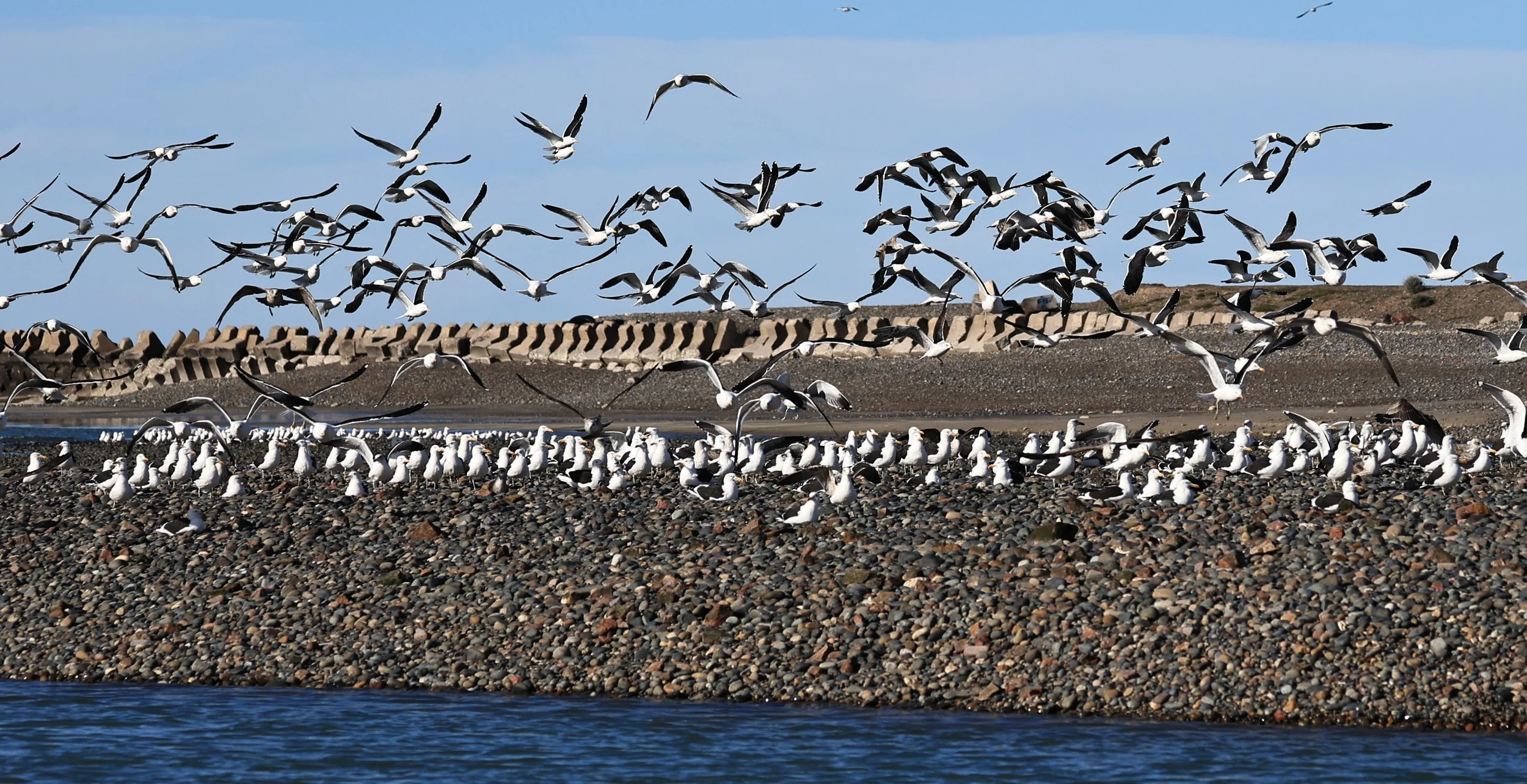 Kelp Gull (Larus dominicanus) Puerto Rawson Argentina (18).jpg
