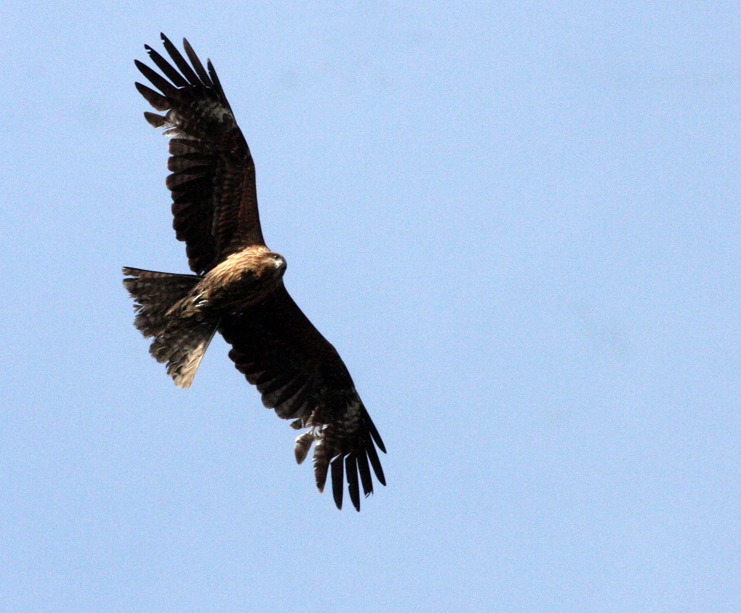 Milvus migrans lineatus - BLACK-EARED KITE - KYOTO JAPAN (5).JPG