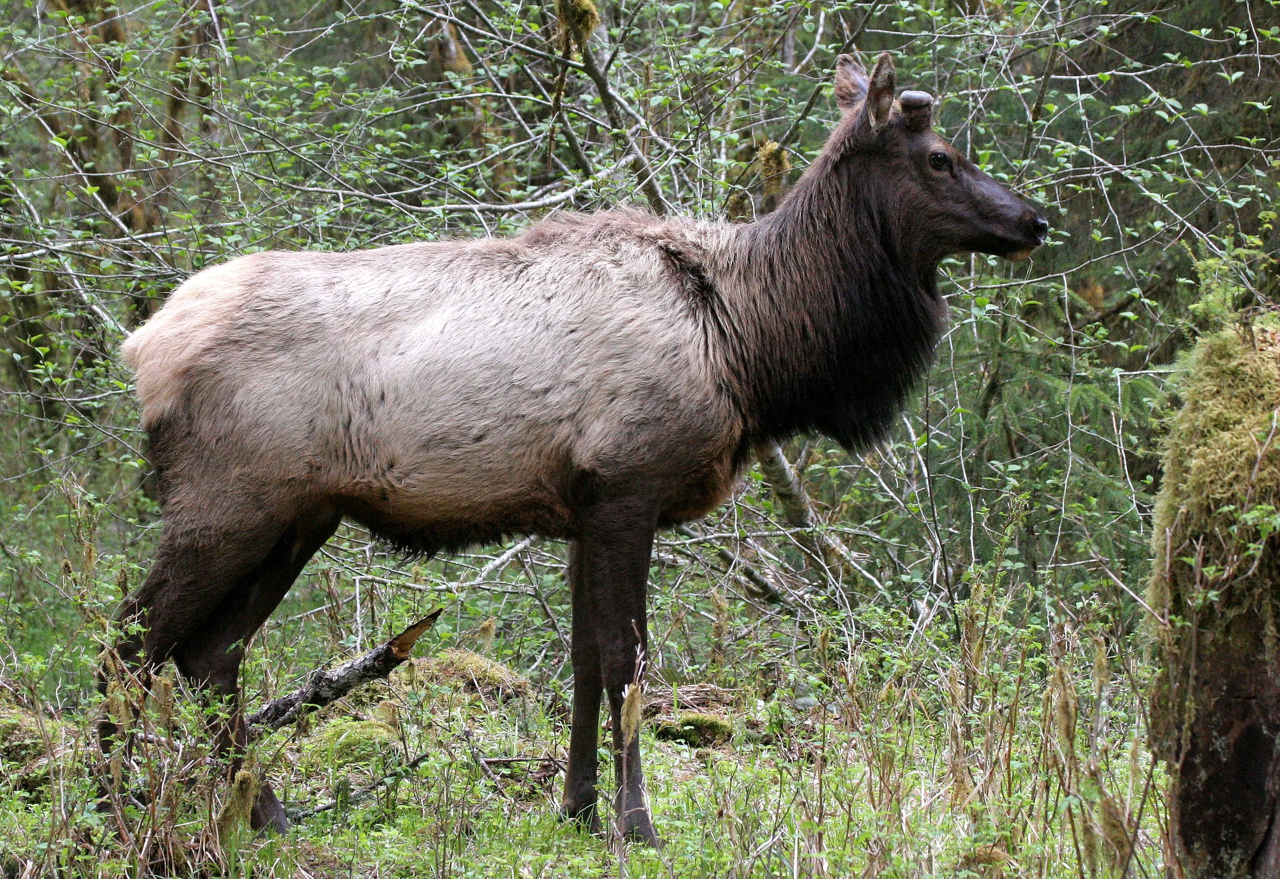 CERVID - ELK - ROOSEVELT ELK - CERVUS ELAPHUS ROOSEVELTI - HOH RIVER VALLEY - ONP WA (82).JPG