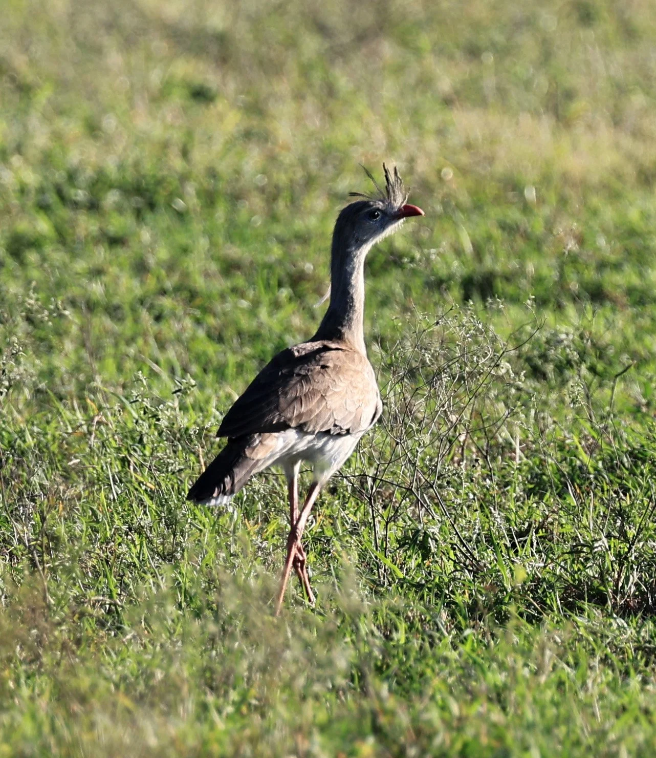 Red-legged Seriema (Cariama cristata) Neuland Mennonite Colony Paraguay (2).jpg