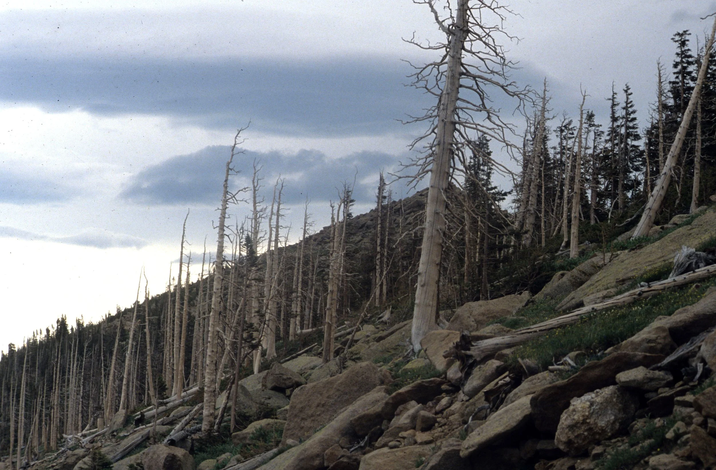 COLORADO - ROCKIES NATIONAL PARK - DEAD FOREST.jpg