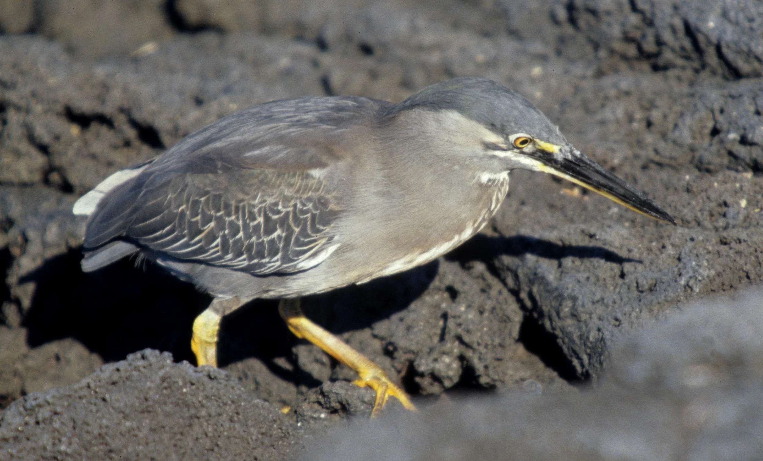 HERON - LAVA HERON (GALAPAGOS HERON) - Butorides sundevalli - GALAPAGOS (1).jpg