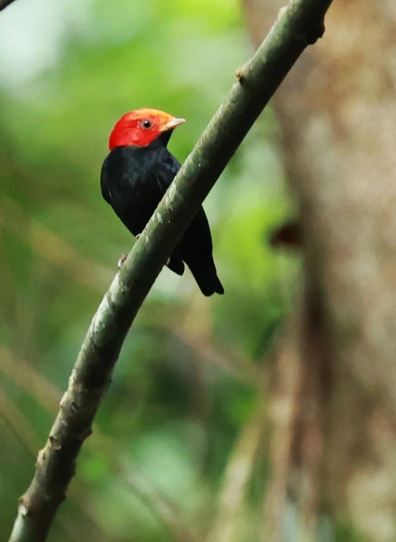 Manakin - Red-headed Manakin - Ceratopipra rubrocapilla - Illeus, Bahia Brazil, Una Township Area (8).JPG