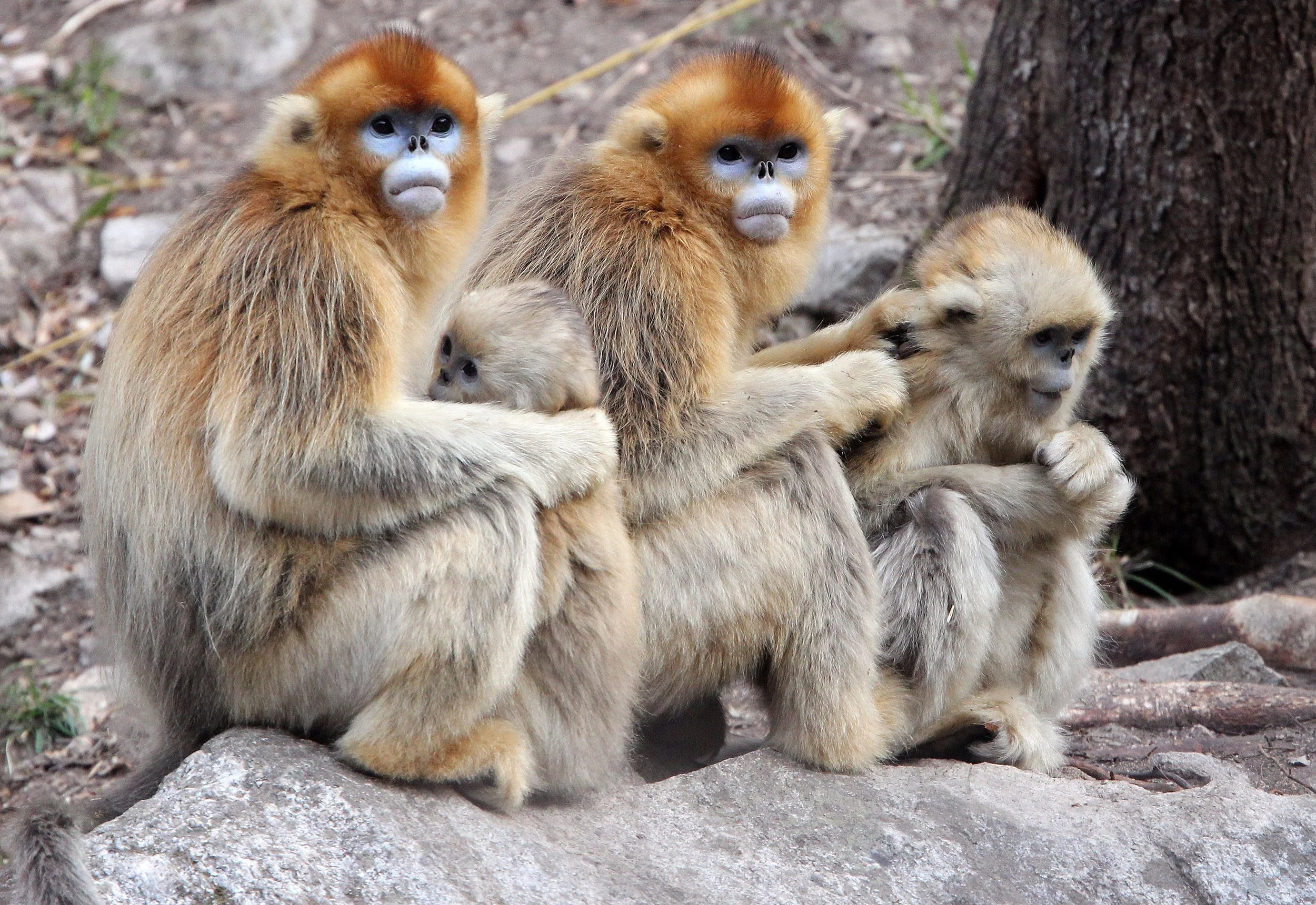 CERCOPITHECIDAE - Rhinopithecus roxellana qinlingensis - QINLING GOLDEN SNUB-NOSED MONKEY - FOPING NATURE RESERVE, SHAANXI CHINA (76).JPG
