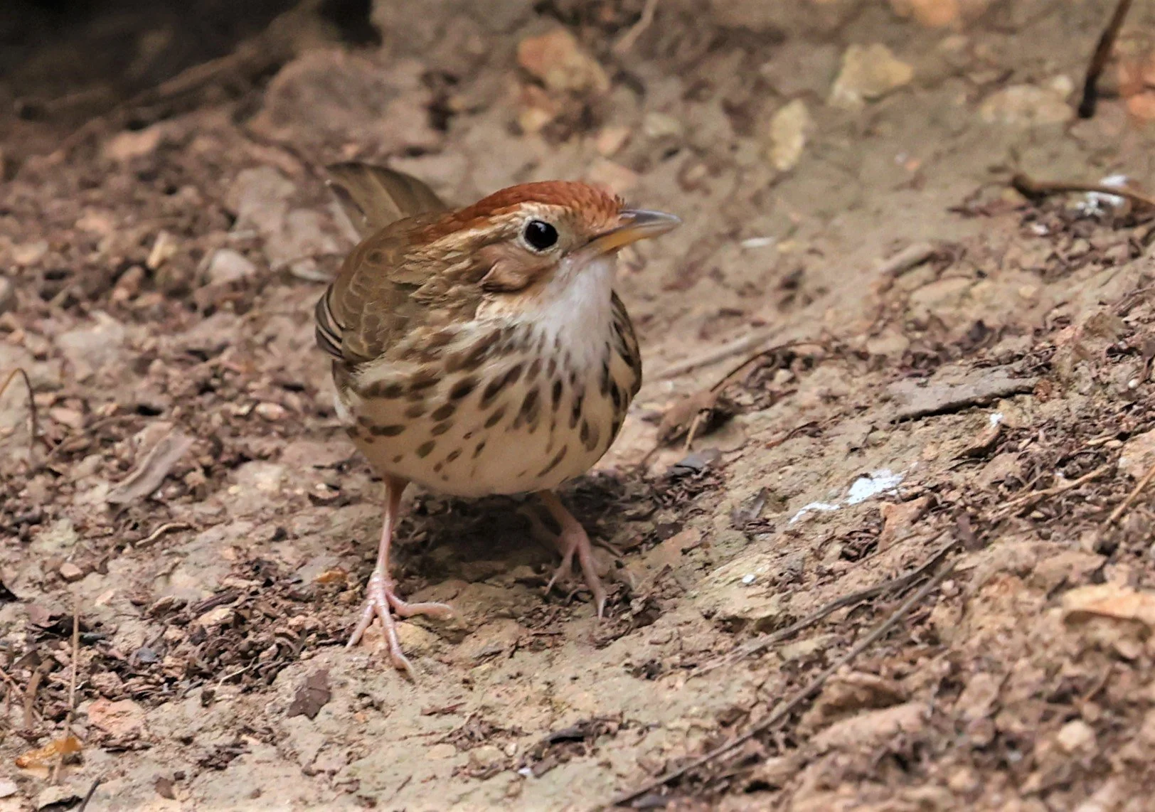 BABBLER - PUFF-THROATED BABBLER - Pellorneum ruficeps - SRI SATCHANALAI NP MANAO WATERHOLE MAY 1 2022 (22).jpg