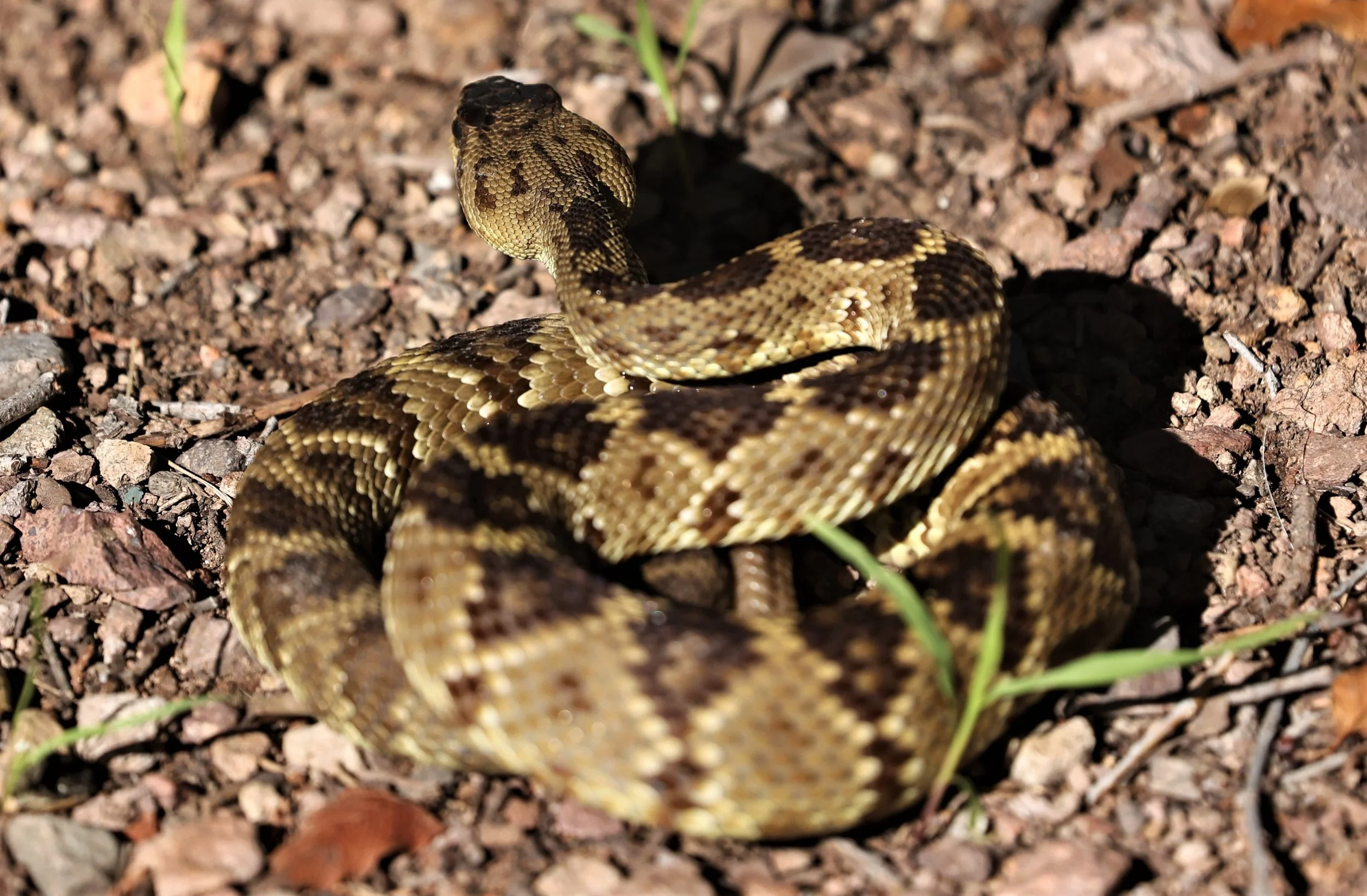 Black-tailed Rattlesnake (Crotalus molossus) Cave Creek Arizona 2023