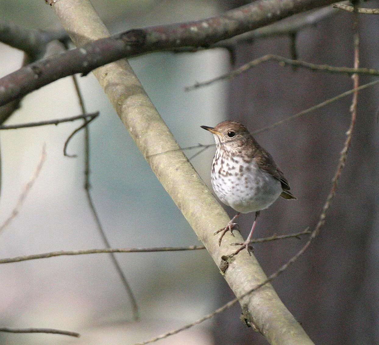 BIRD - THRUSH - SWAINSON'S THRUSH - LAKE FARM WA (3).JPG