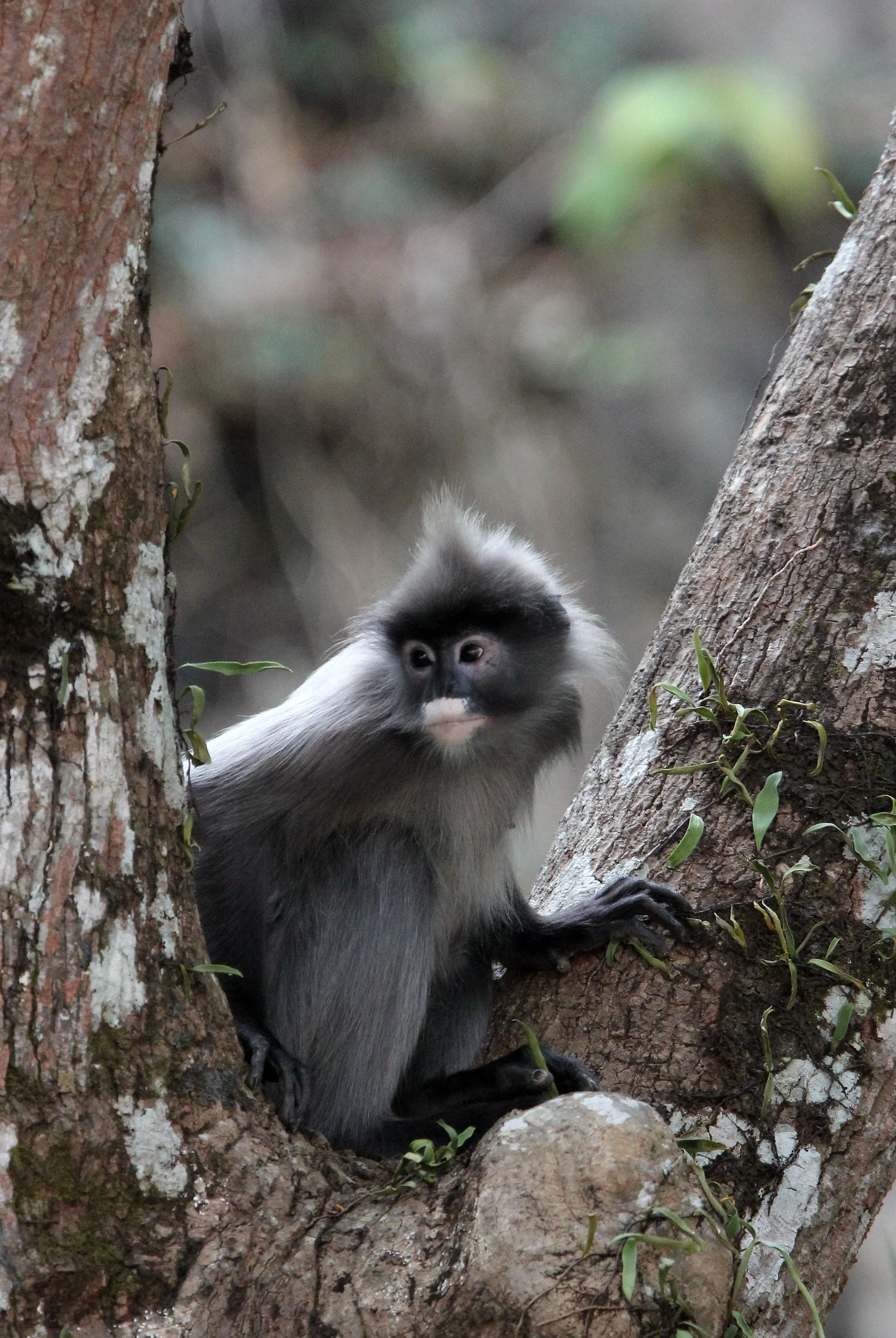 CERCOPITHECIDAE - Trachypithecus crepusculus - INDOCHINESE GRAY LANGUR - WAT PHA PU LOEI PROVINCE THAILAND (10).JPG