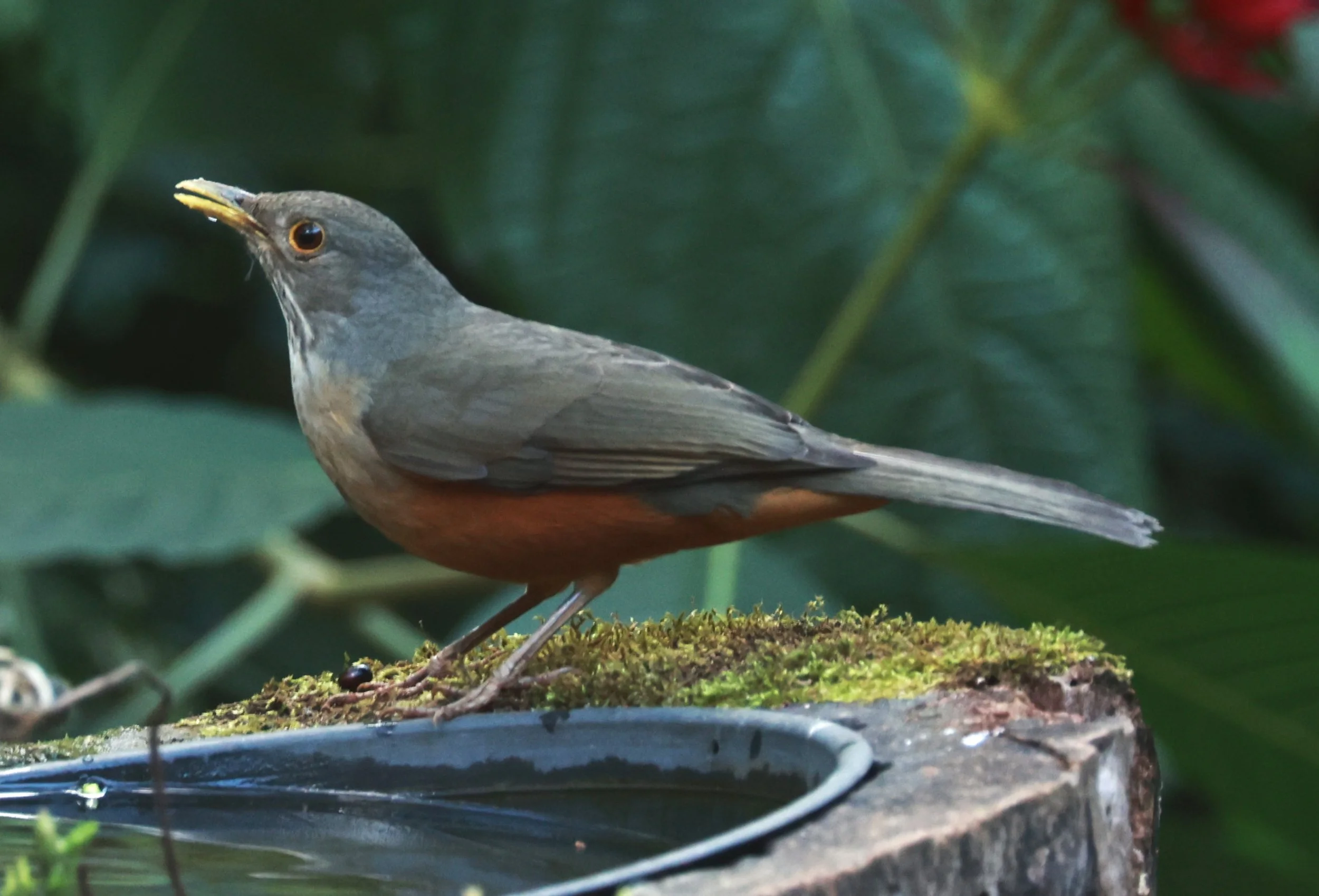 Rufous-bellied Thrush (Turdus rufiventris) Alfonso Claudio, Espirito Santo Brazil (5).JPG