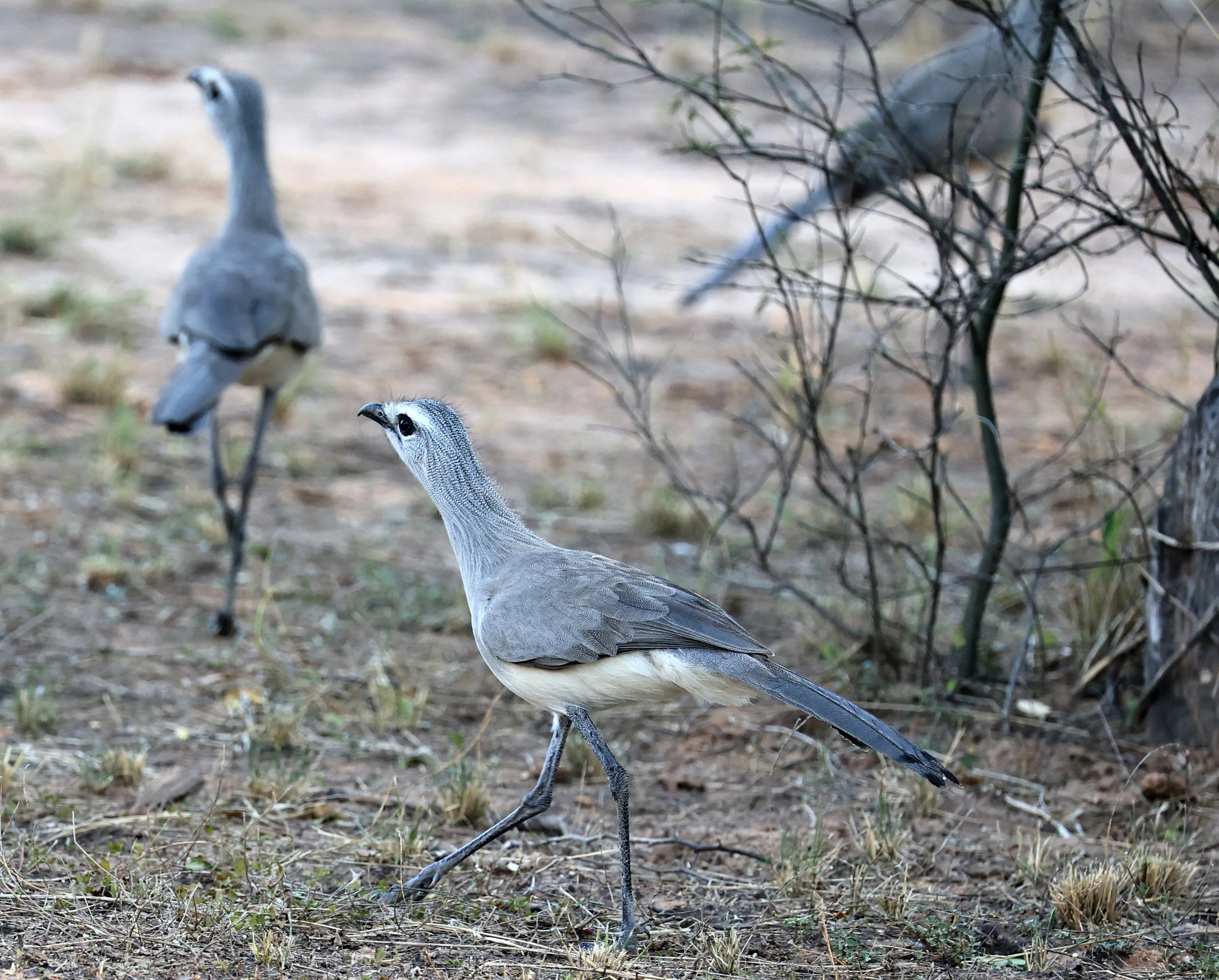 Black-legged Seriema (Chunga burmeisteri) Parque Nacional Teniente Agripino Enciso (44).jpg