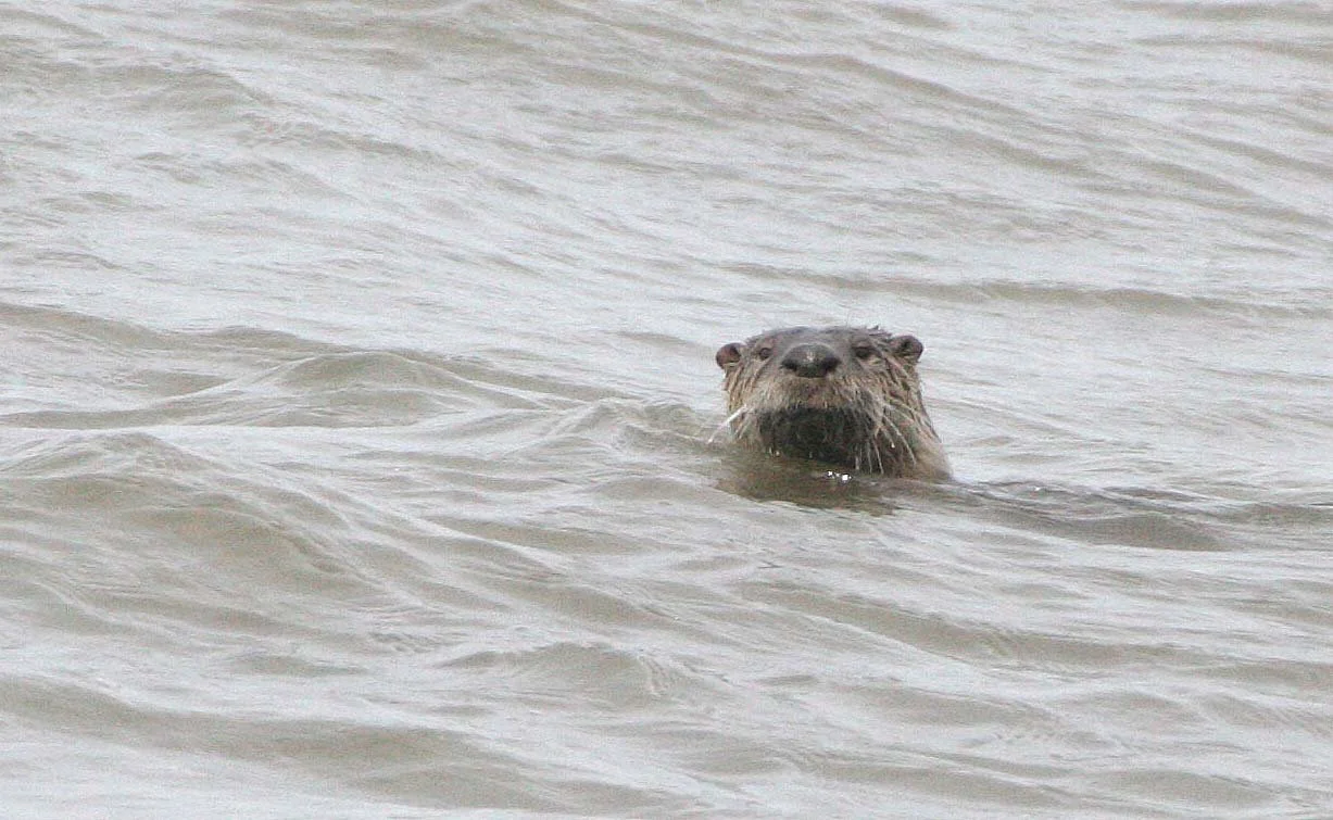MUSTELLID - OTTER - RIVER OTTER - LAKE FARM BEACH WA  (8).jpg