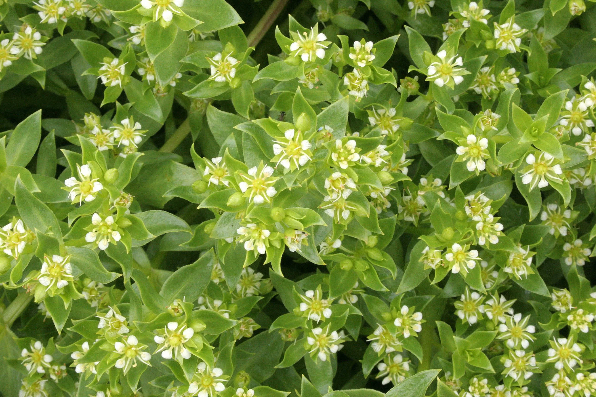 KURIL ISLANDS - FLORA  (109).jpg
