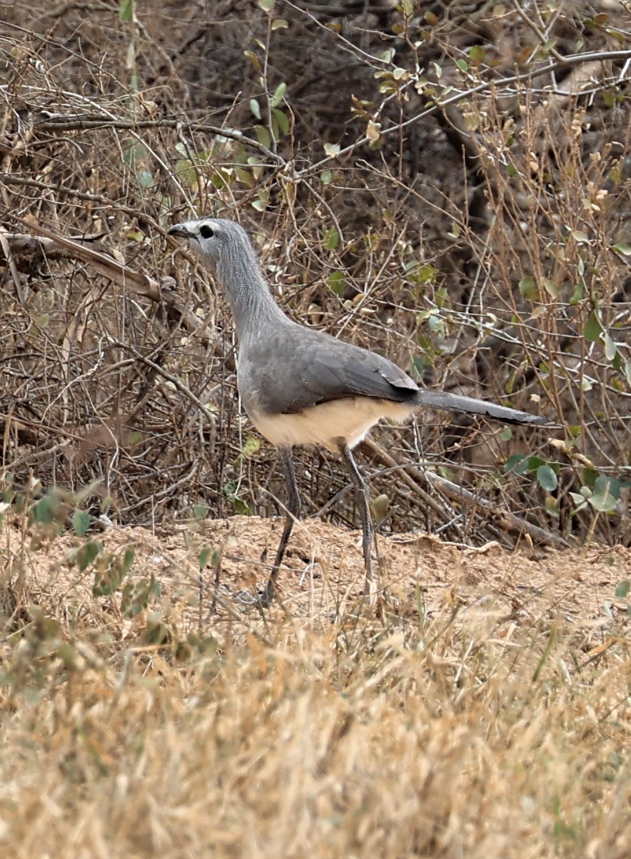 Black-legged Seriema (Chunga burmeisteri) Agua Dulce Paraguay (17).jpg