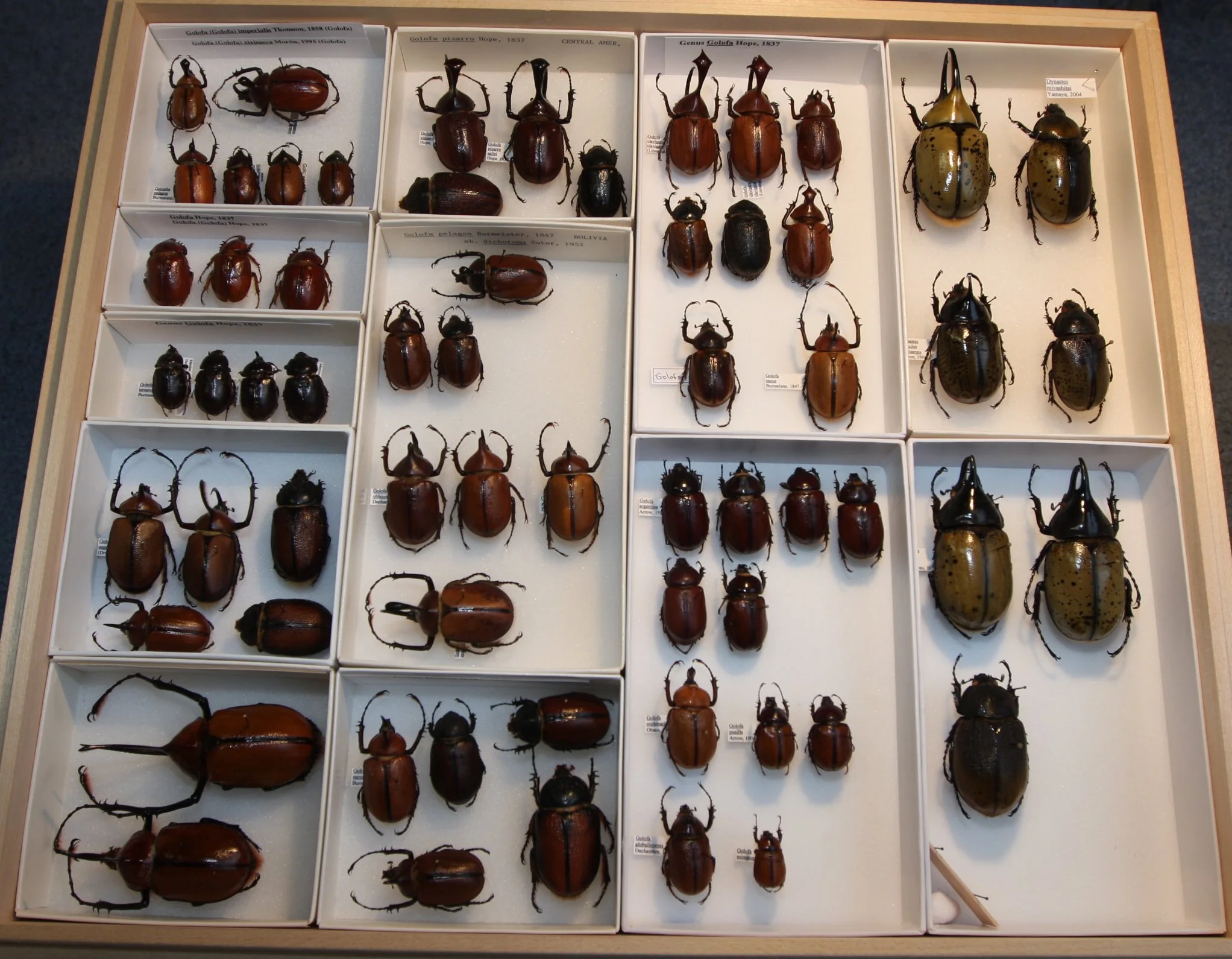 Dynastinae Golofa, Dynastes.JPG