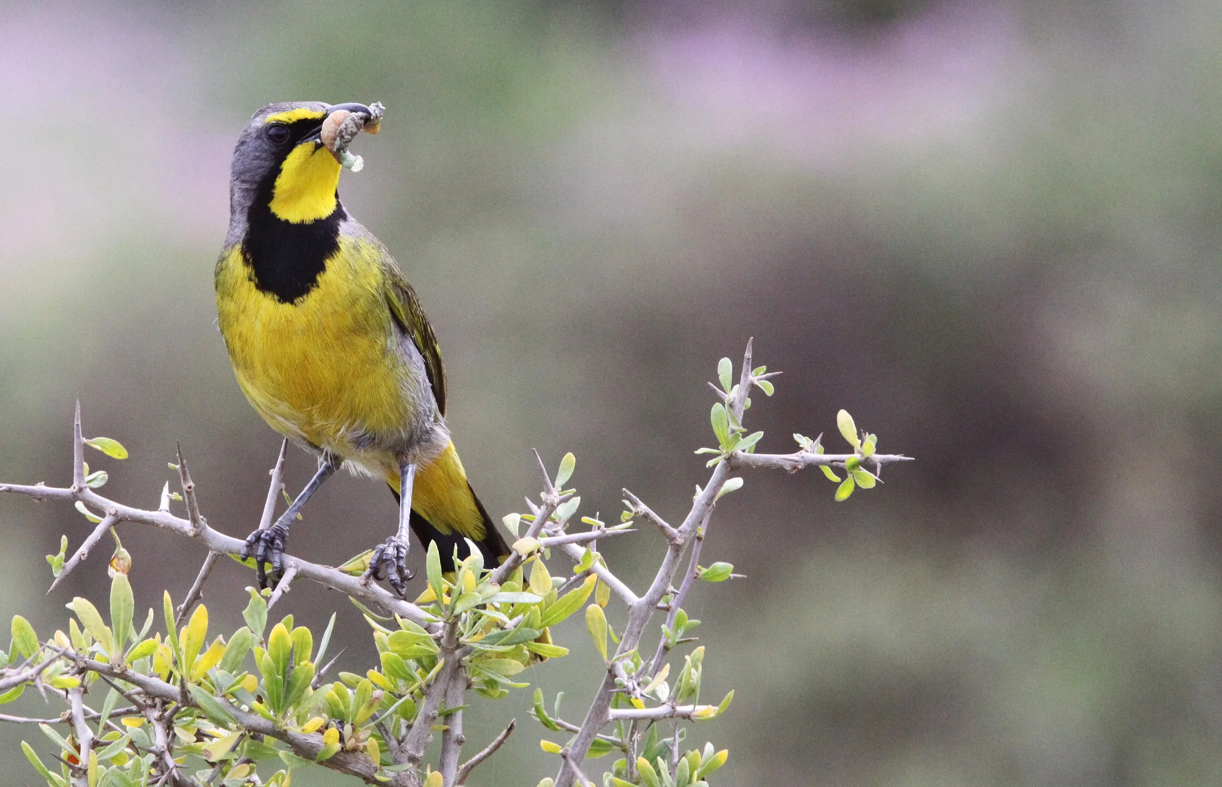 Bokmakierie (Telophorus zeylonus) West Coast NP South Africa (2).JPG