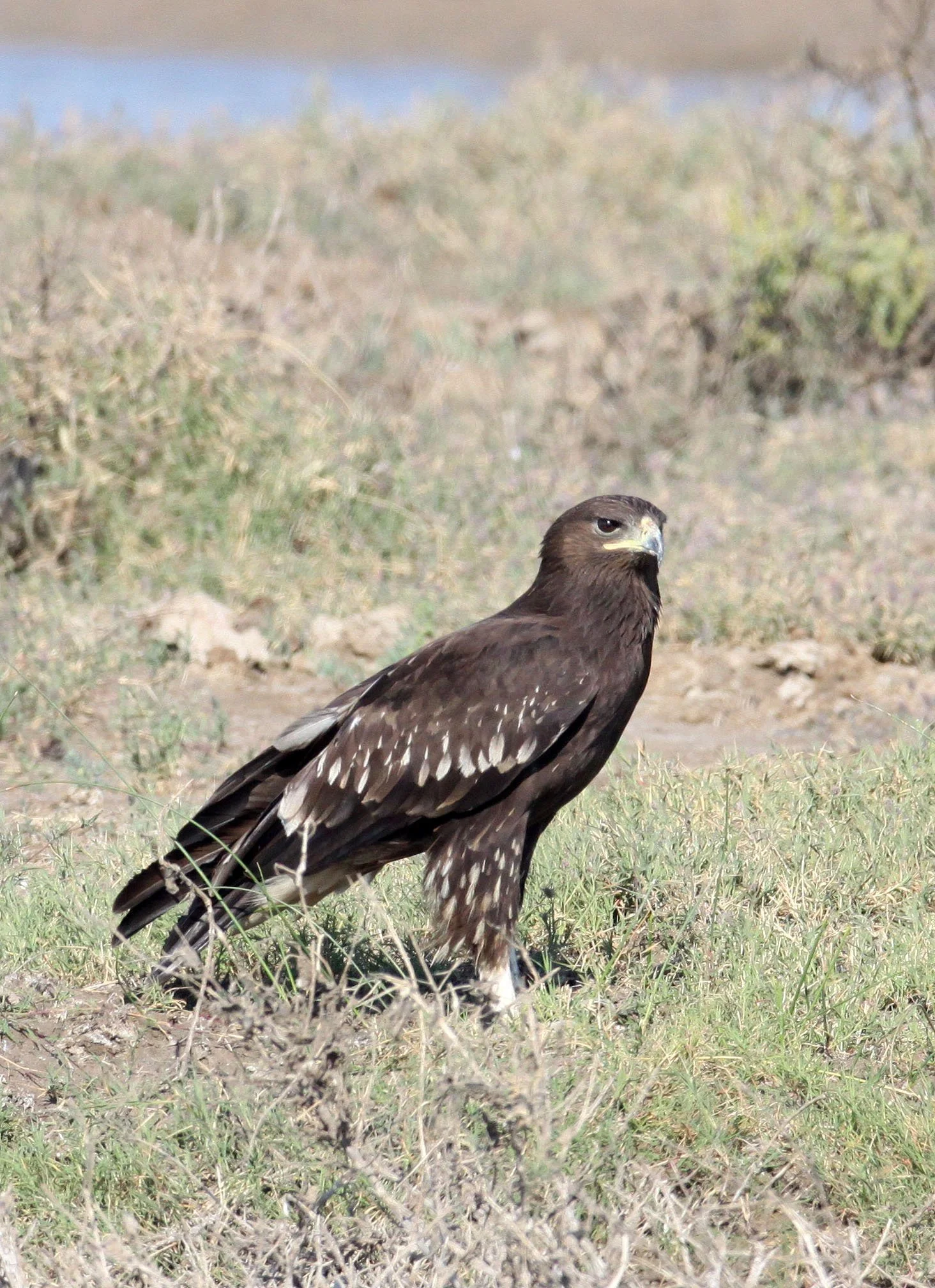 Clanga clanga - GREATER SPOTTED EAGLE - AQUILA CLANGA - LITTLE RANN OF KUTCH GUJARAT INDIA (28).JPG