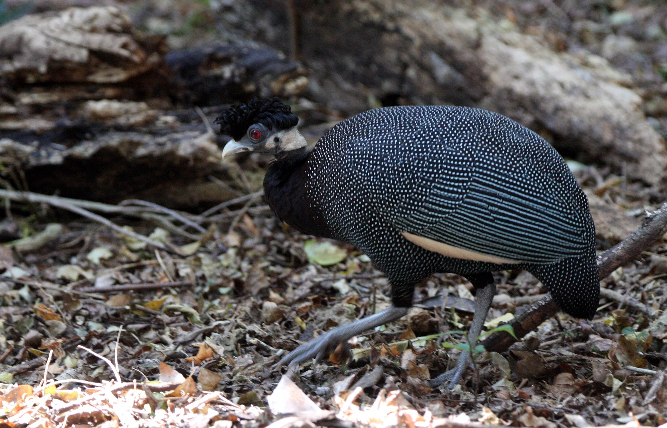BIRD - GUINEAFOWL - CRESTED GUINEAFOWL - IMFOLOZI NATIONAL PARK SOUTH AFRICA (9).JPG