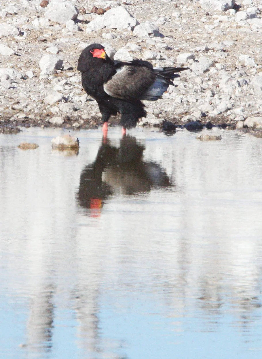 Terathopius ecaudatus - BATELEUR - ETOSHA NATIONAL PARK NAMIBIA (12).JPG
