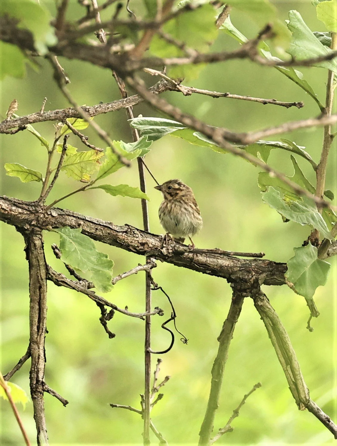 Lincoln's Sparrow (Melospiza lincolnii) Lincoln Marsh Wheaton Illinois (3).jpg