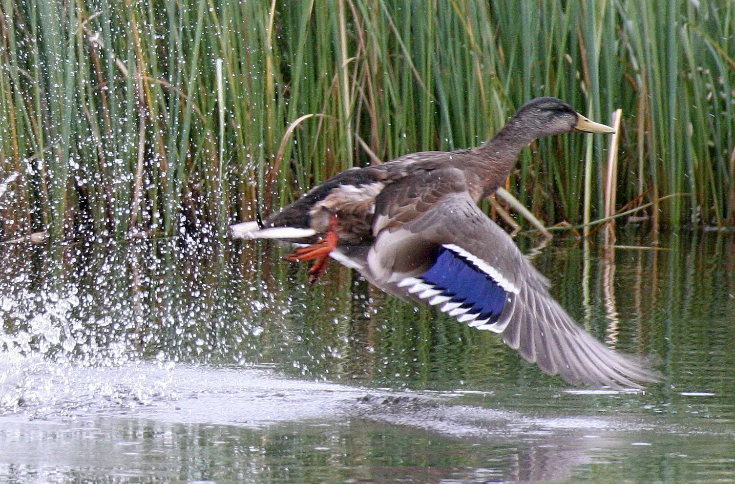 Mallard